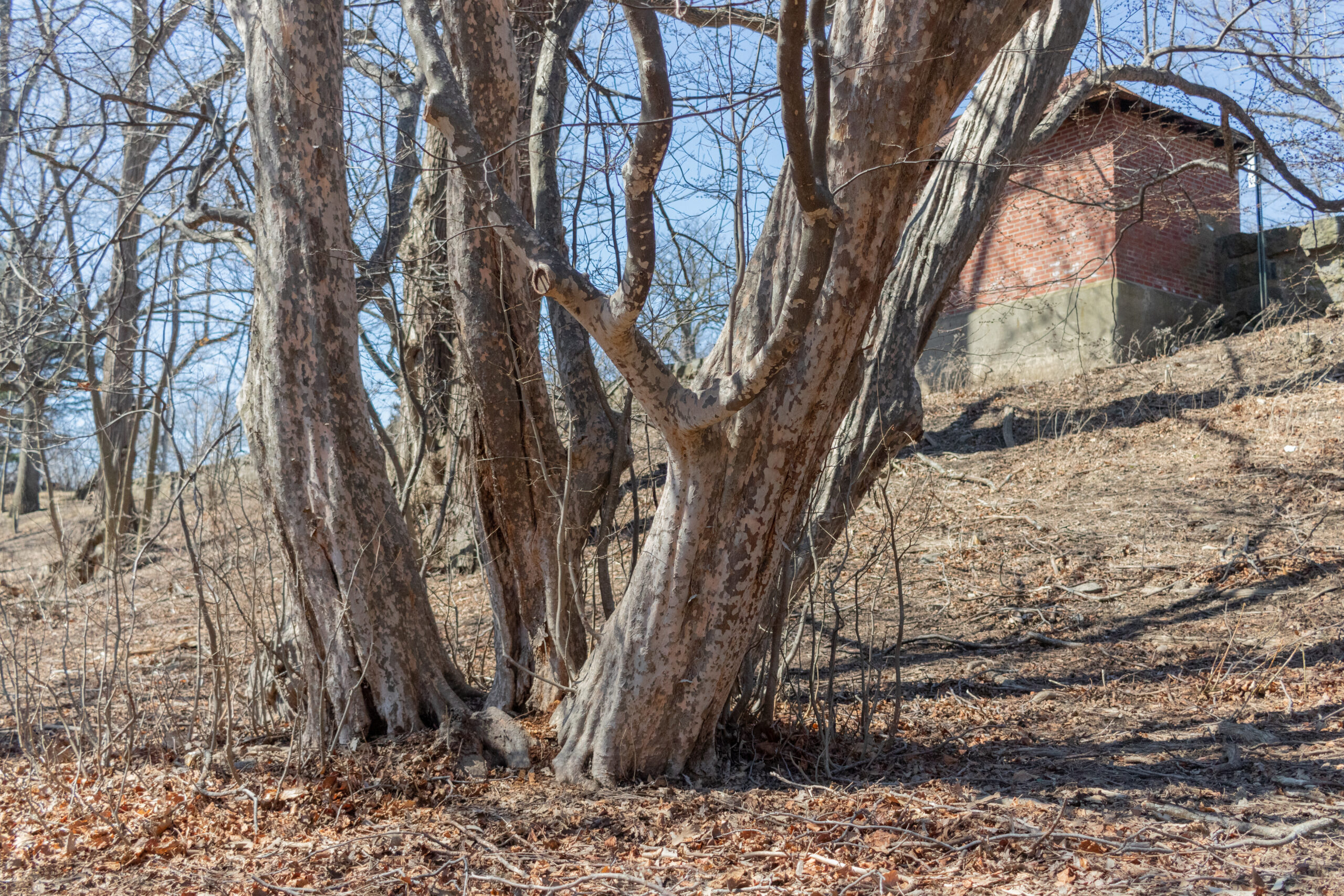 Photo of large, mult-stemmed parrotia in winter