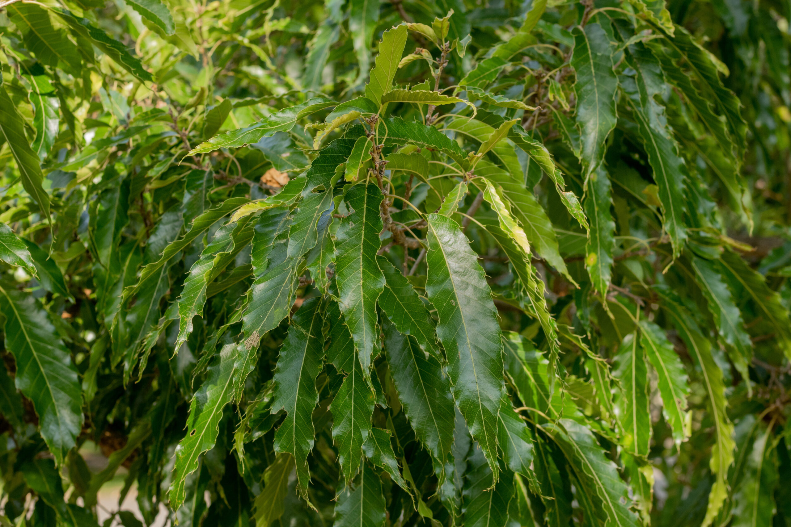 Green non-lobed leaves of oak
