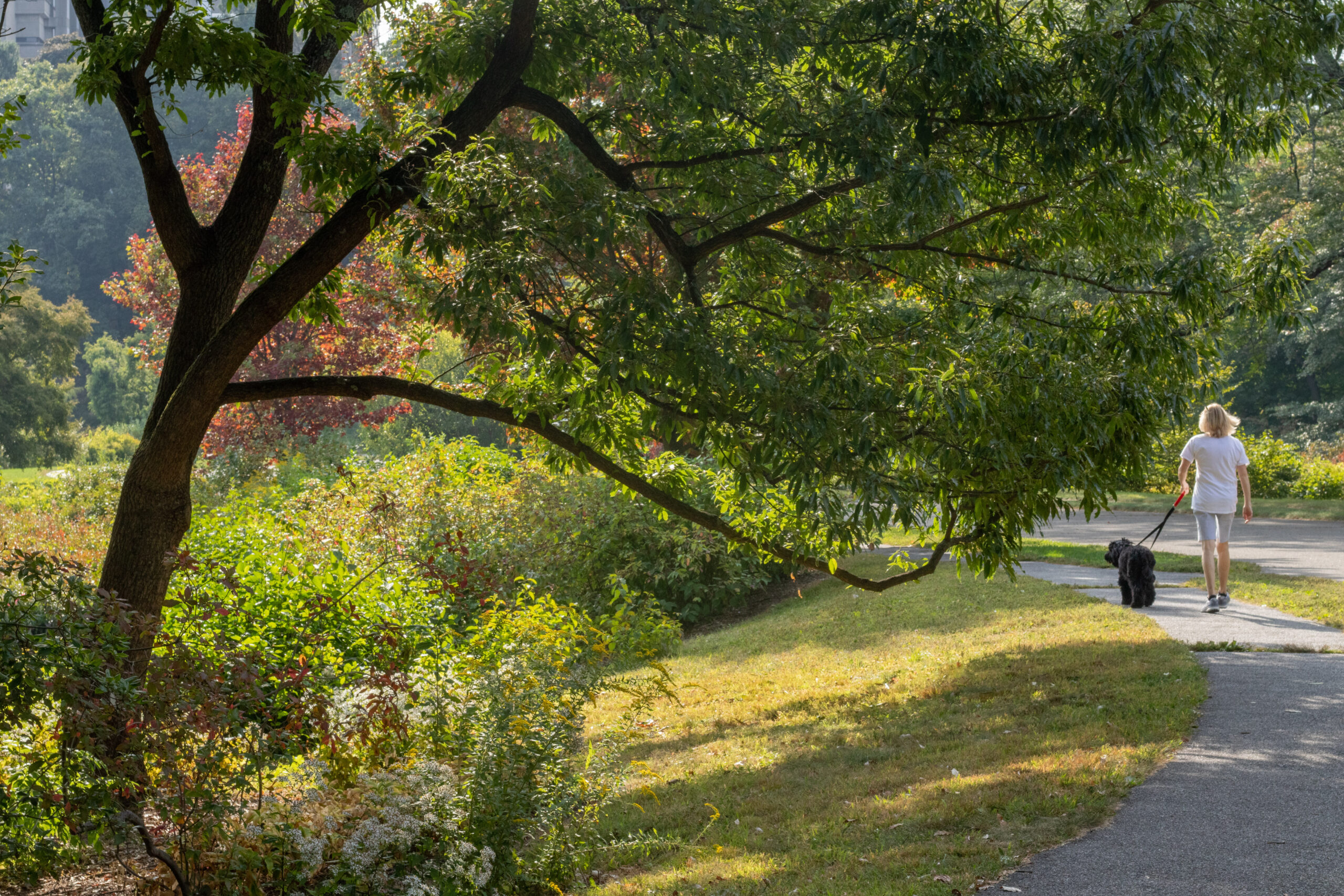 Young oak tree arching above sidewalk