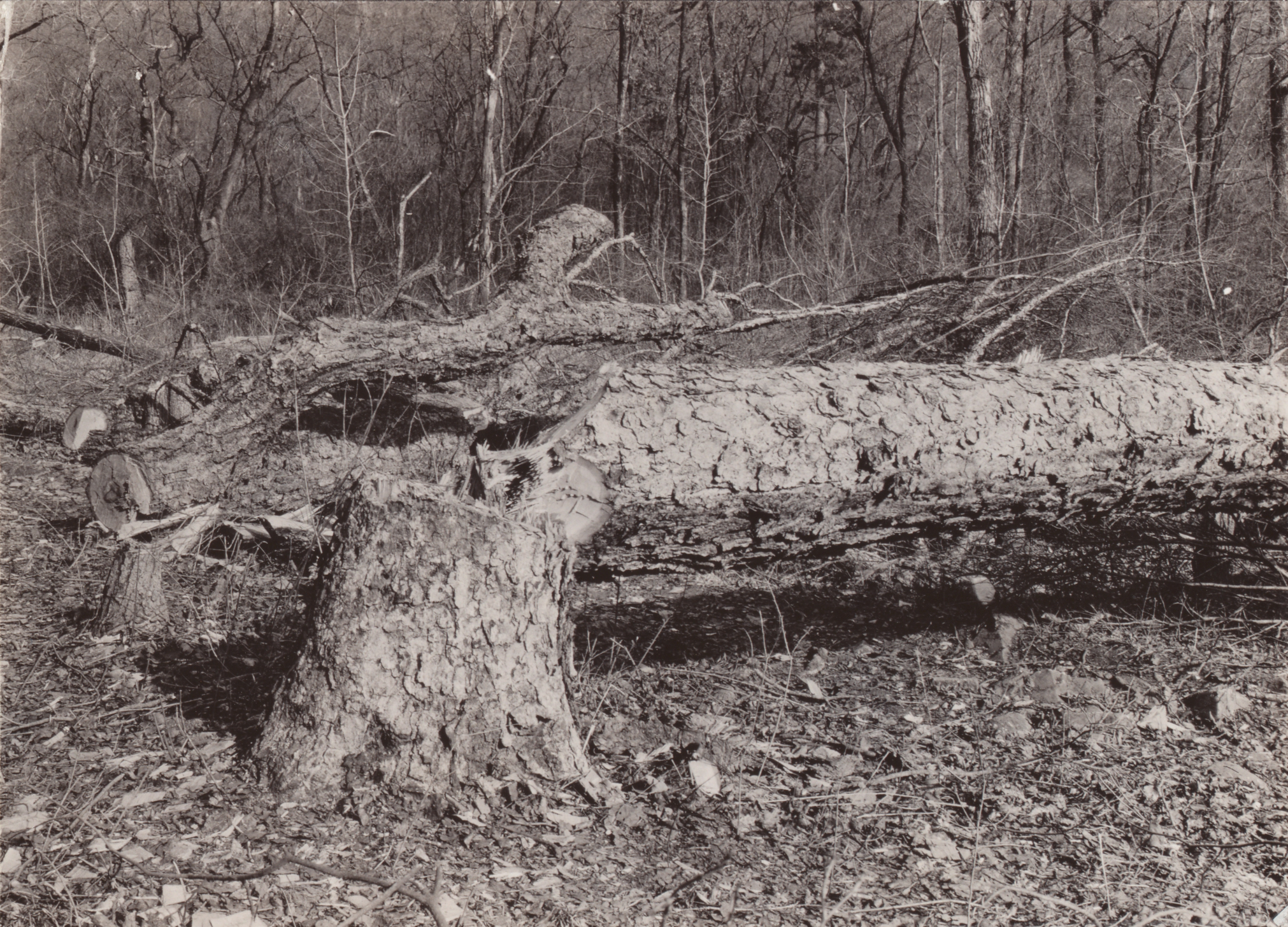 Meyer documented deforestation in Hebei, 