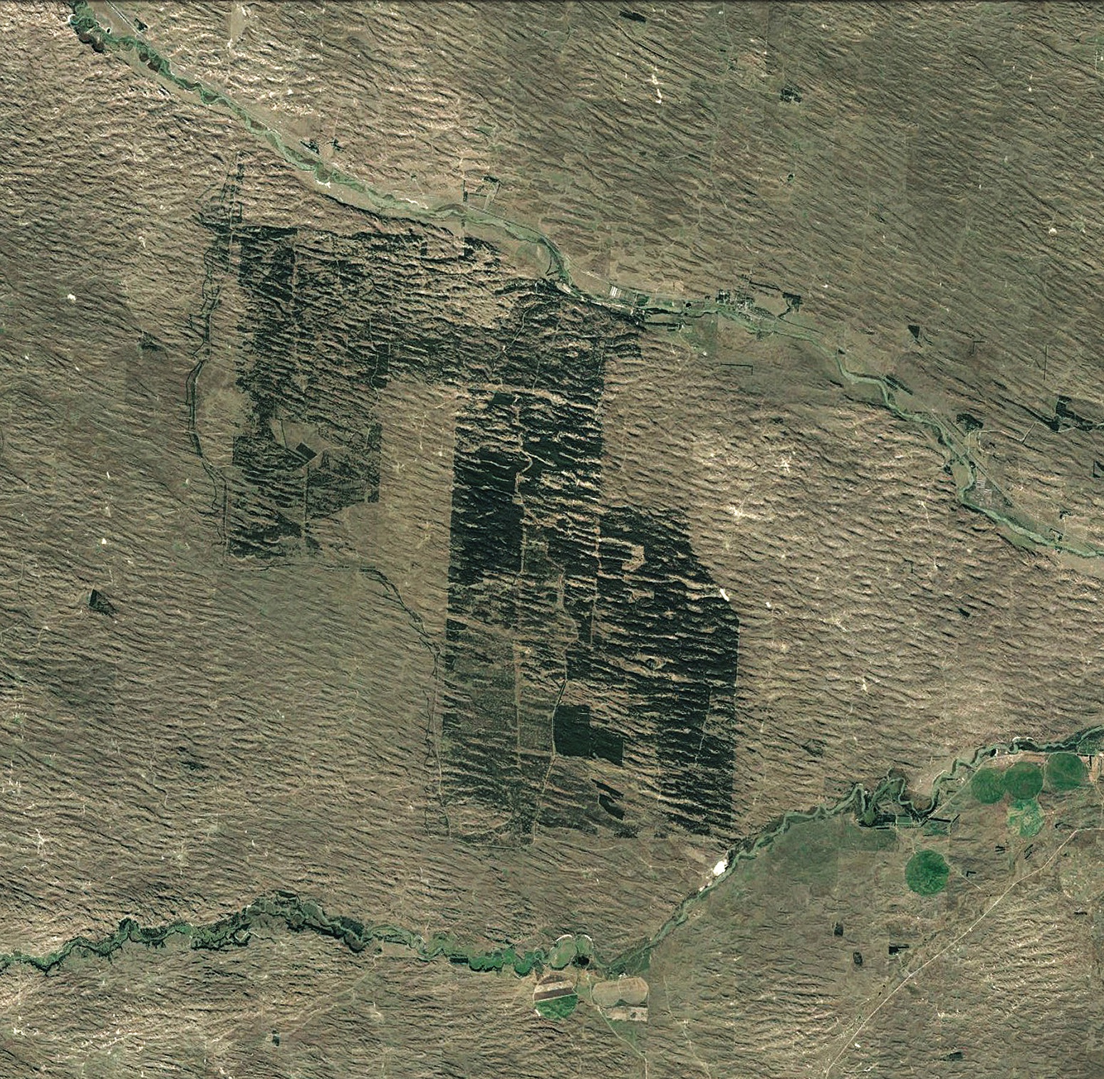 Google Earth imagery of forest plantation in the Nebraska Sandhills.