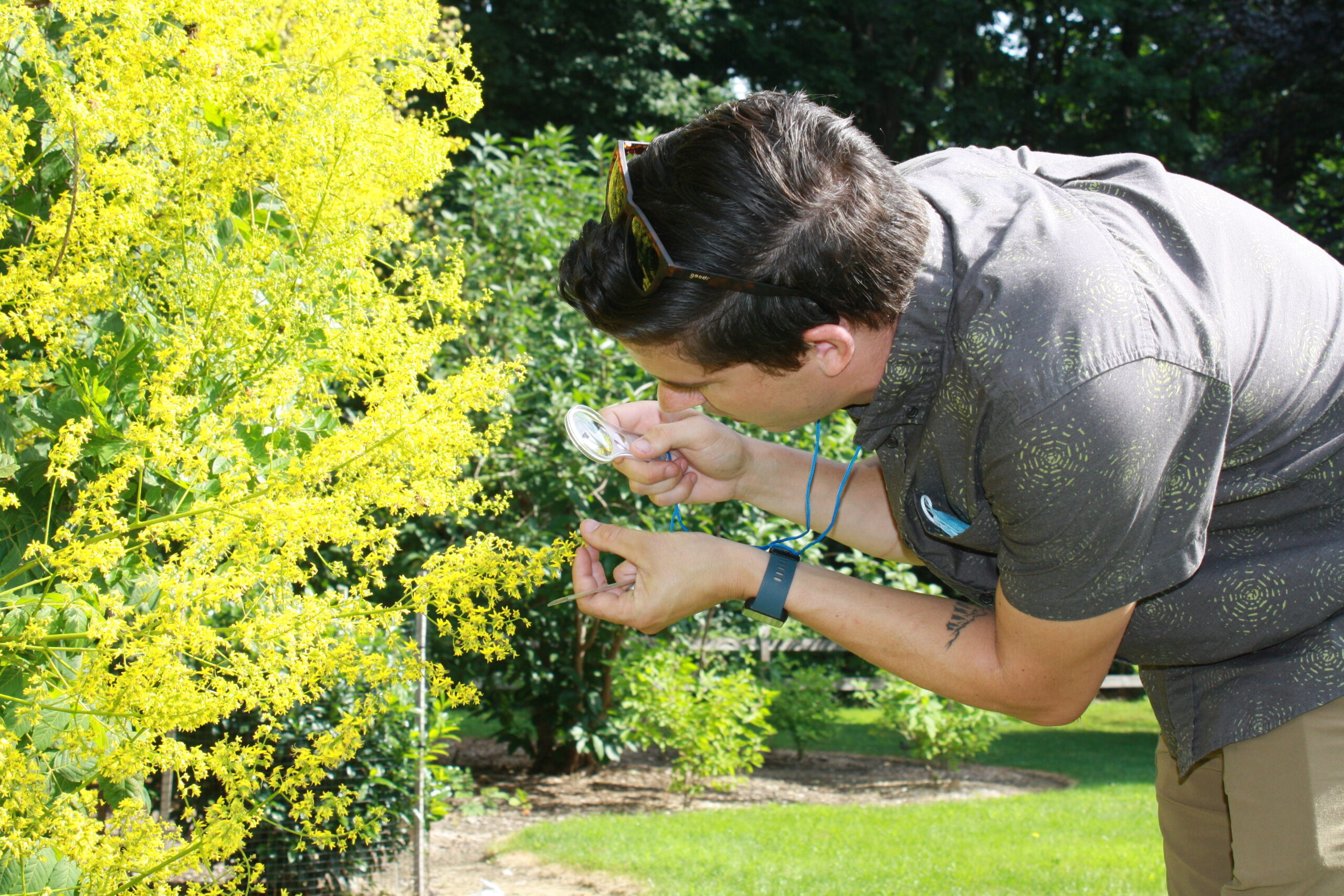 Man observes plant through mini magnifier