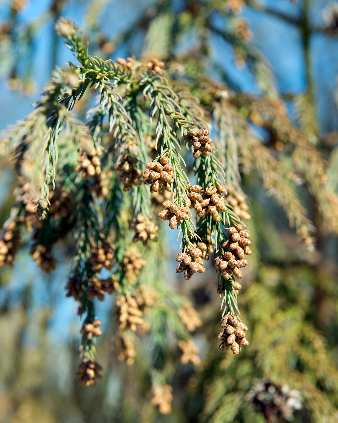 Pollen cones of the Japanese cryptomeria