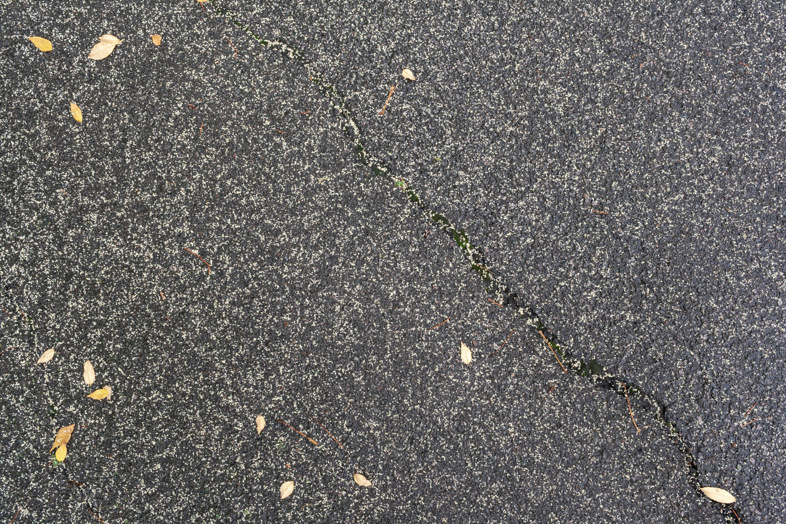 Small white petals dotting pavement