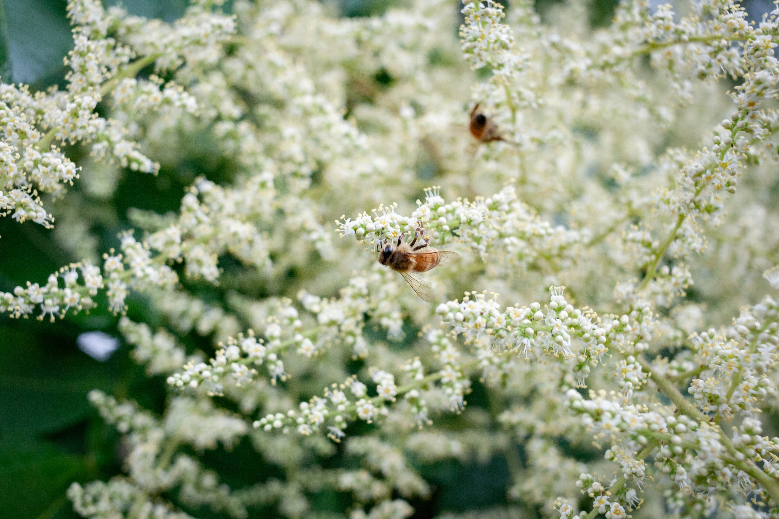 White flowers of sumac with bee