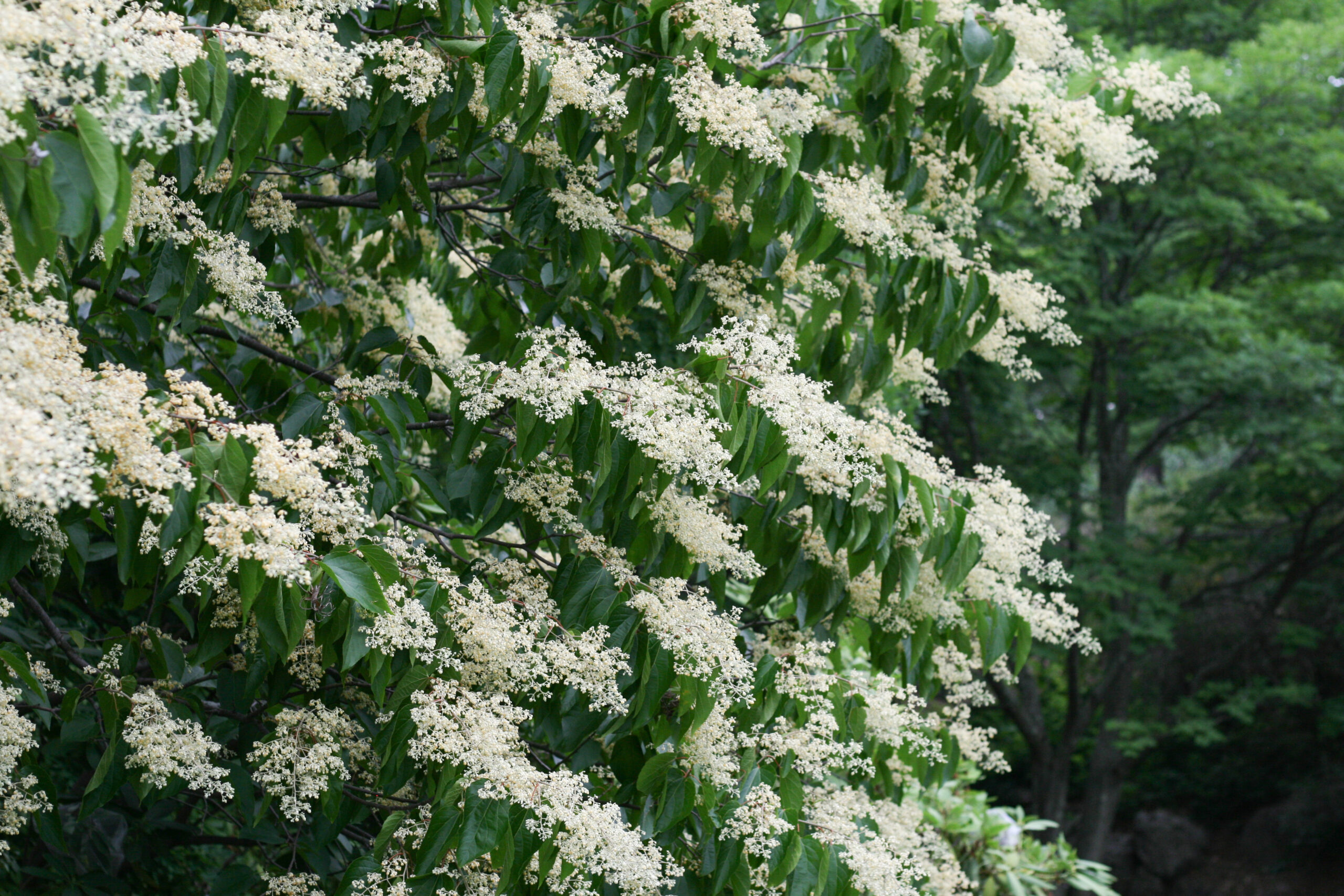 White flowers of the Chinese pearlbloom viewed from a distance