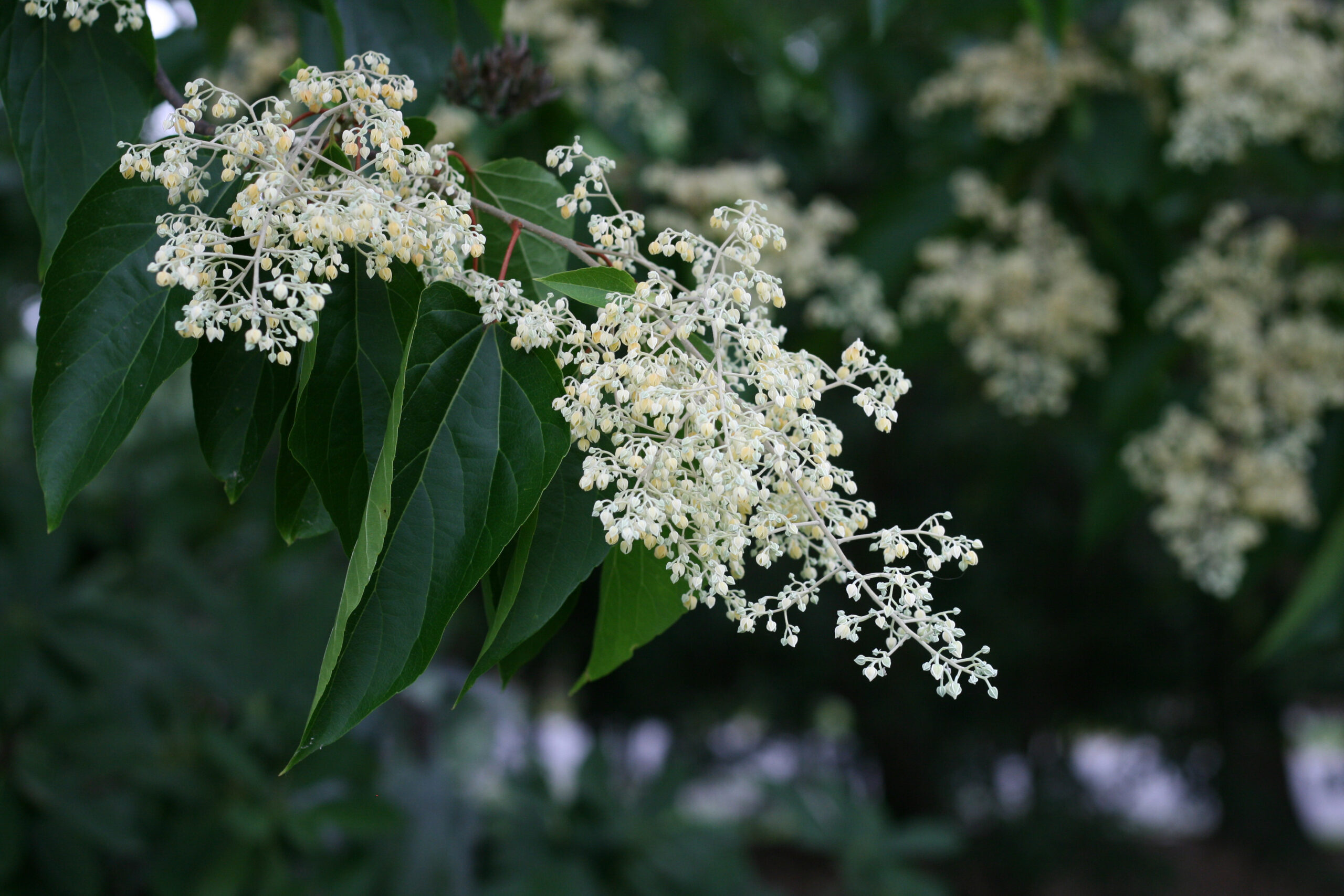 One infloresence of Chinese pearlbloom