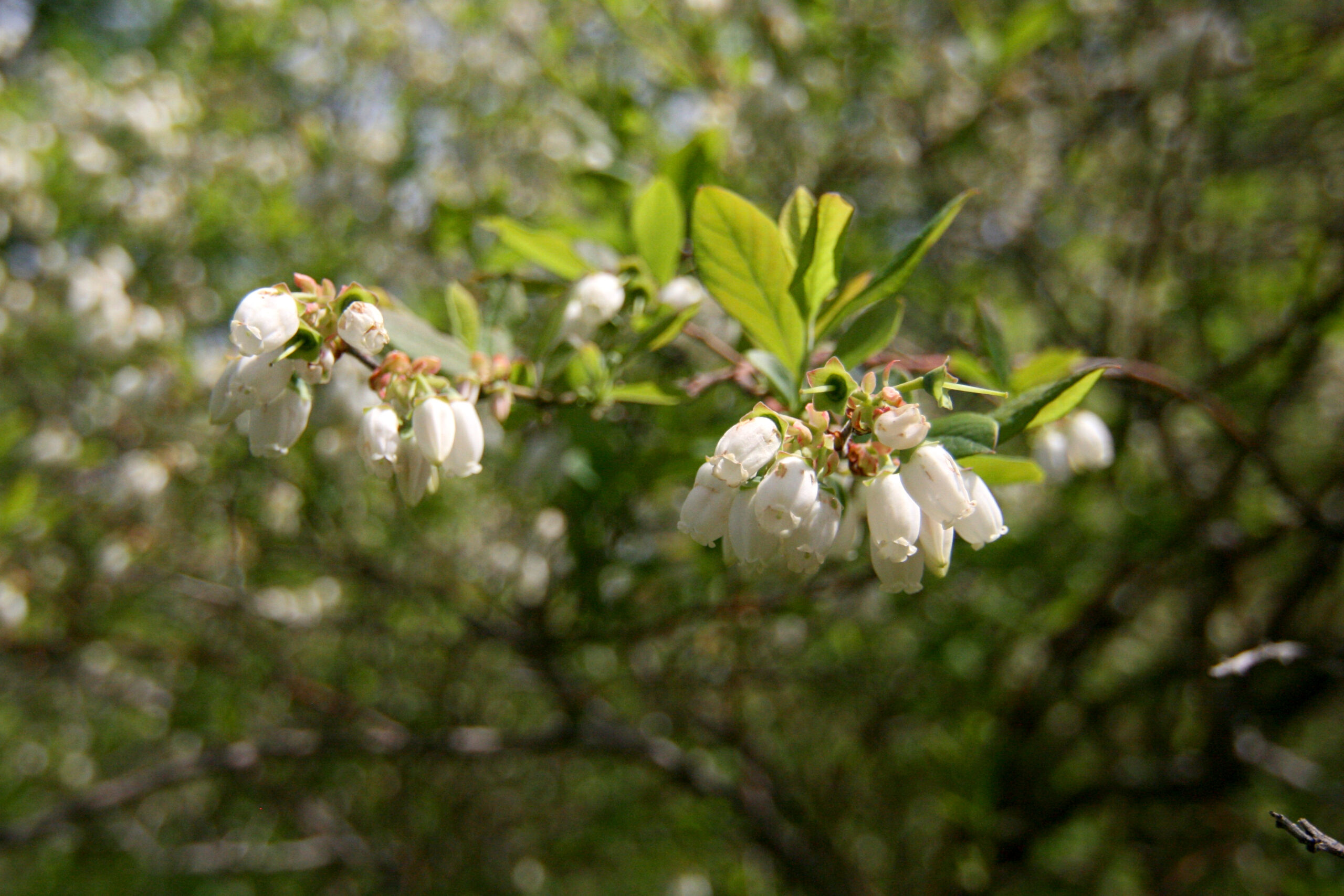 White flowers of highbush blueberry