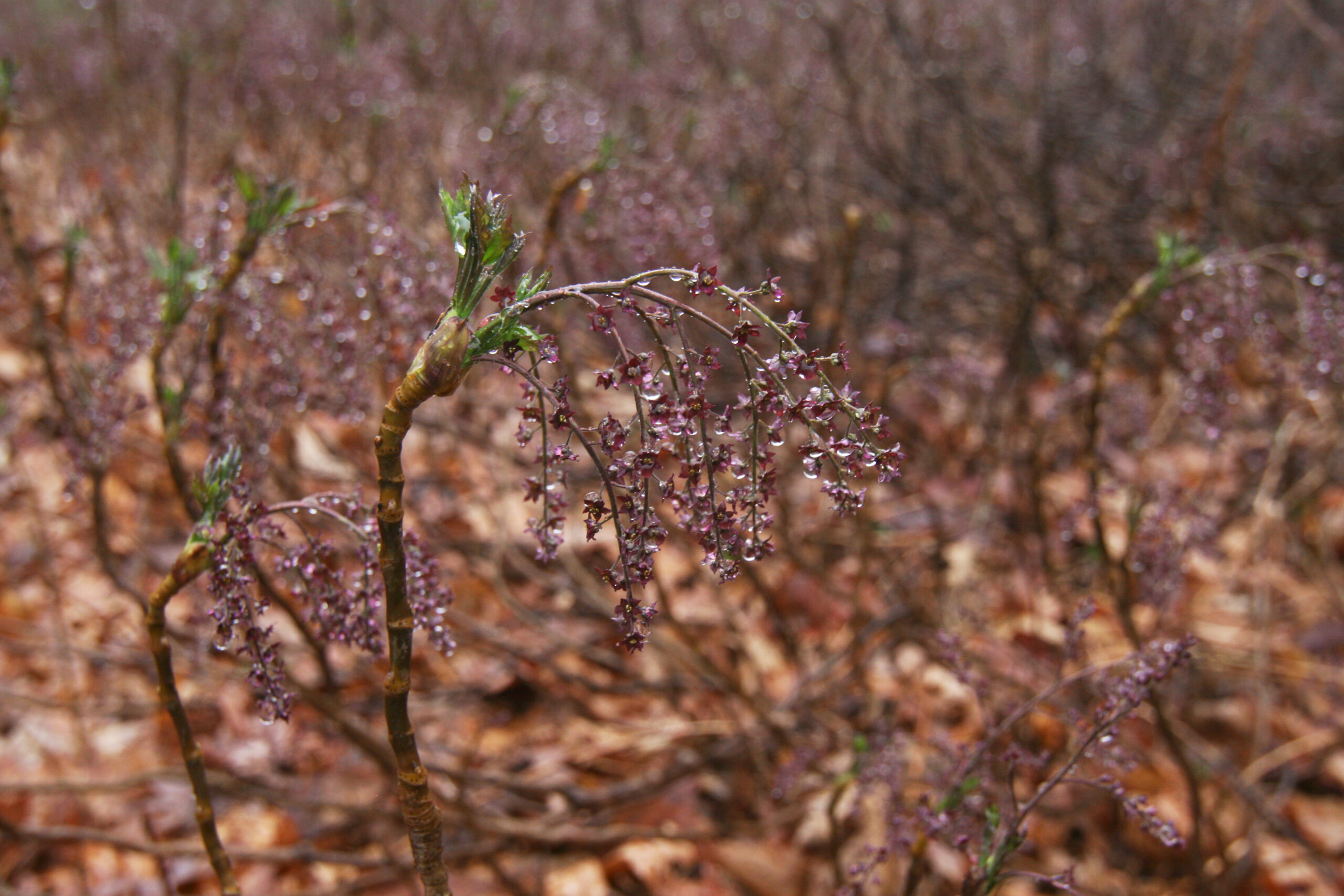 Photograph of small, purple flowers
