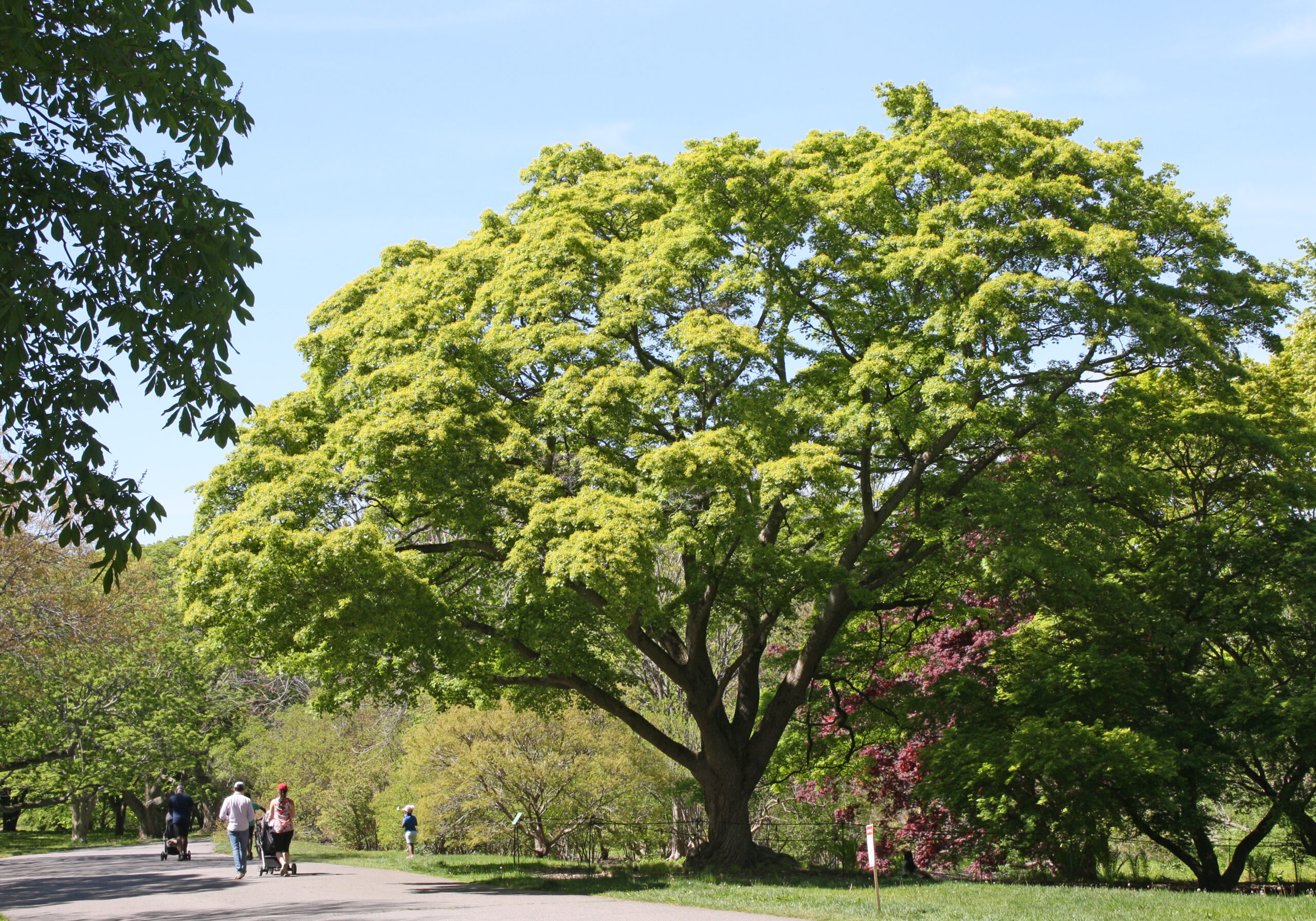 Meadow Road and Visitors