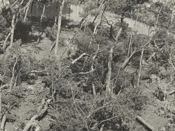 1938 hurricane fallen trees.