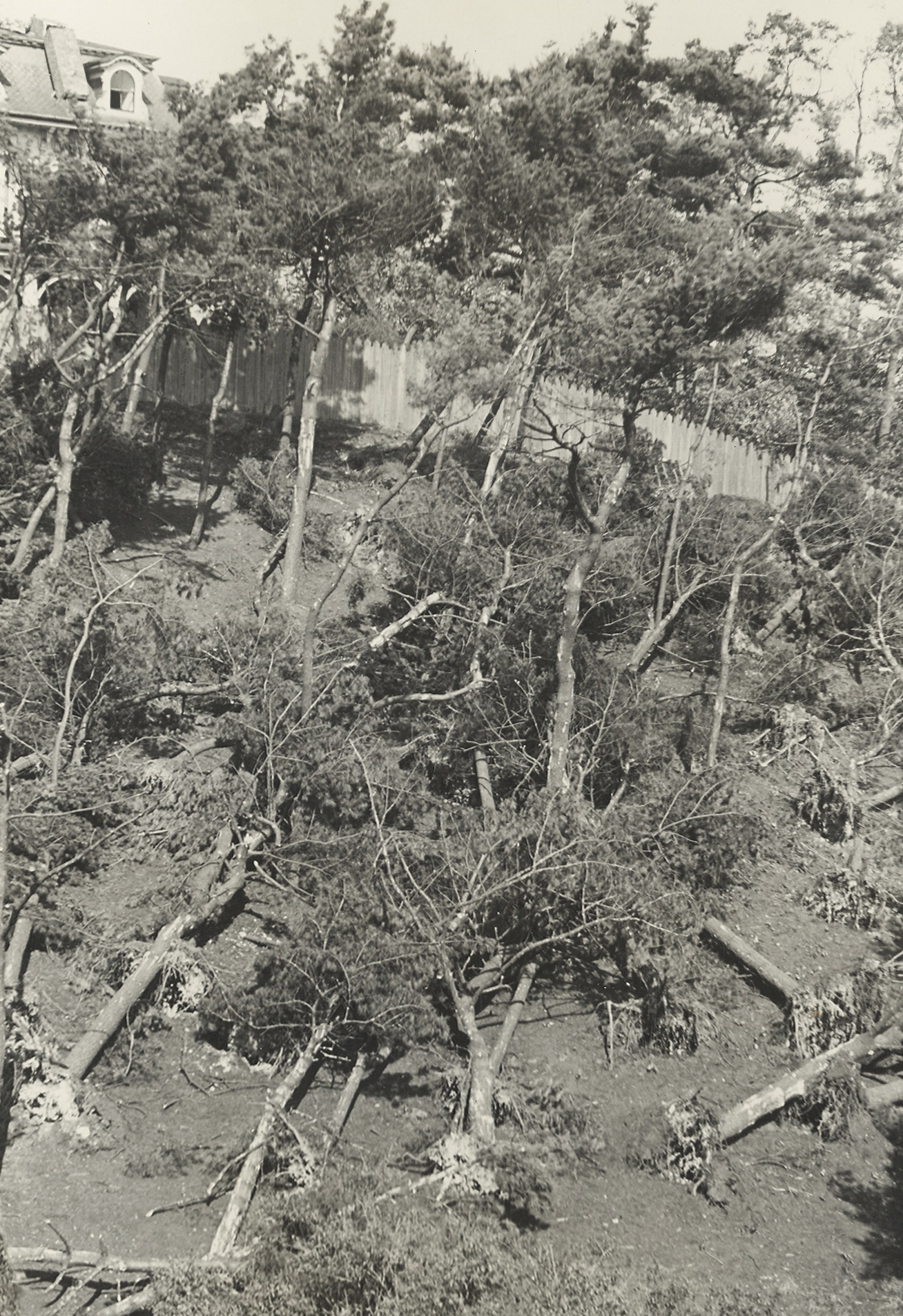 1938 hurricane fallen trees.
