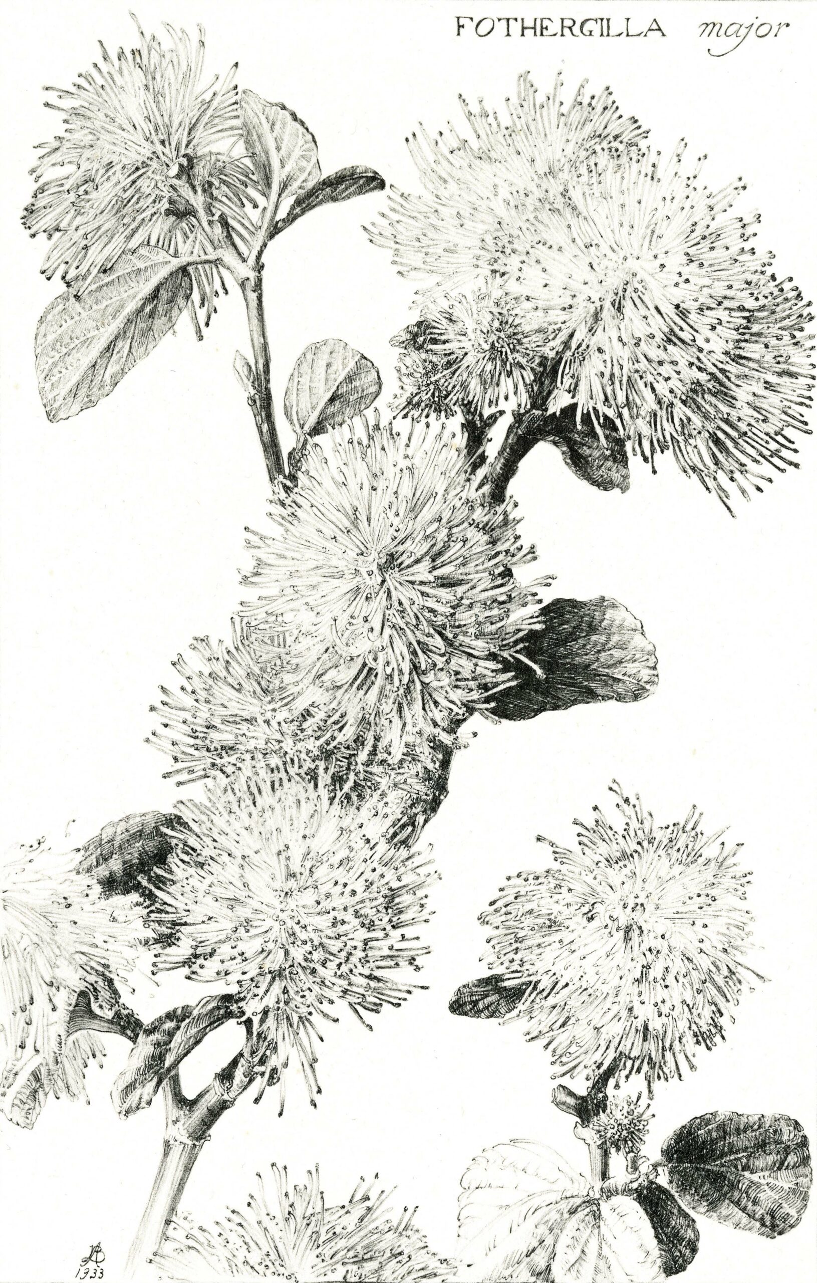 Illustration of fothergilla from archival issue of Arnoldia