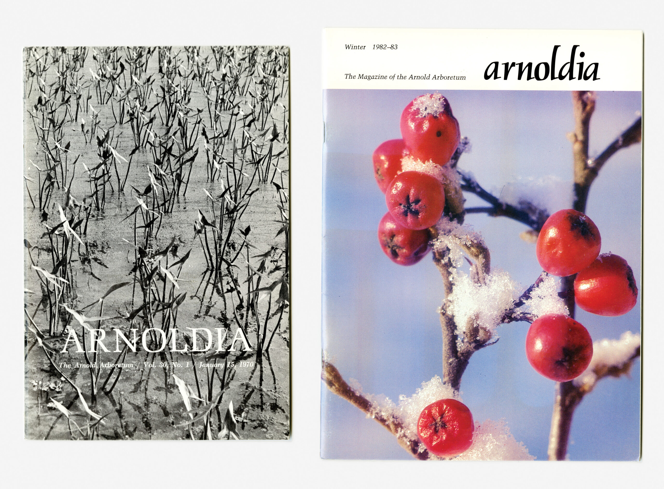 Two archival covers of Arnoldia