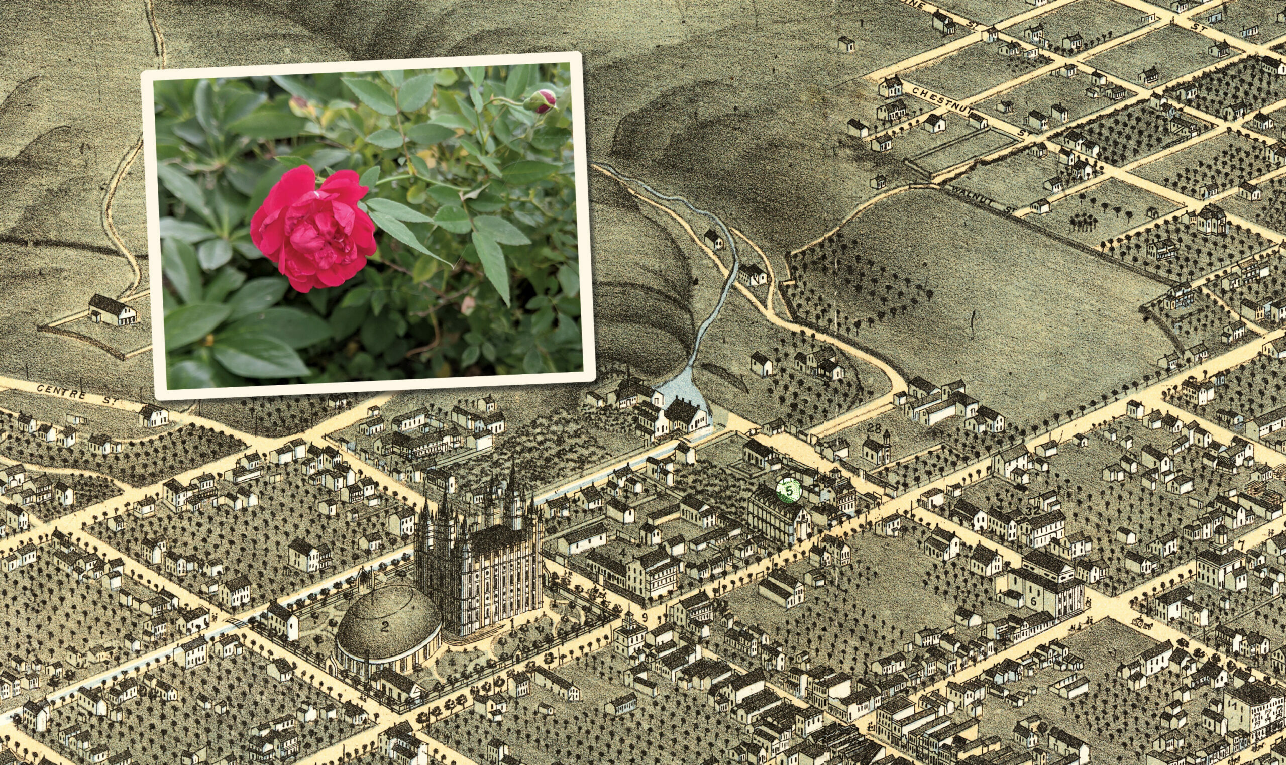 1870 map of this map of Salt Lake City with photo of Nauvoo rose.