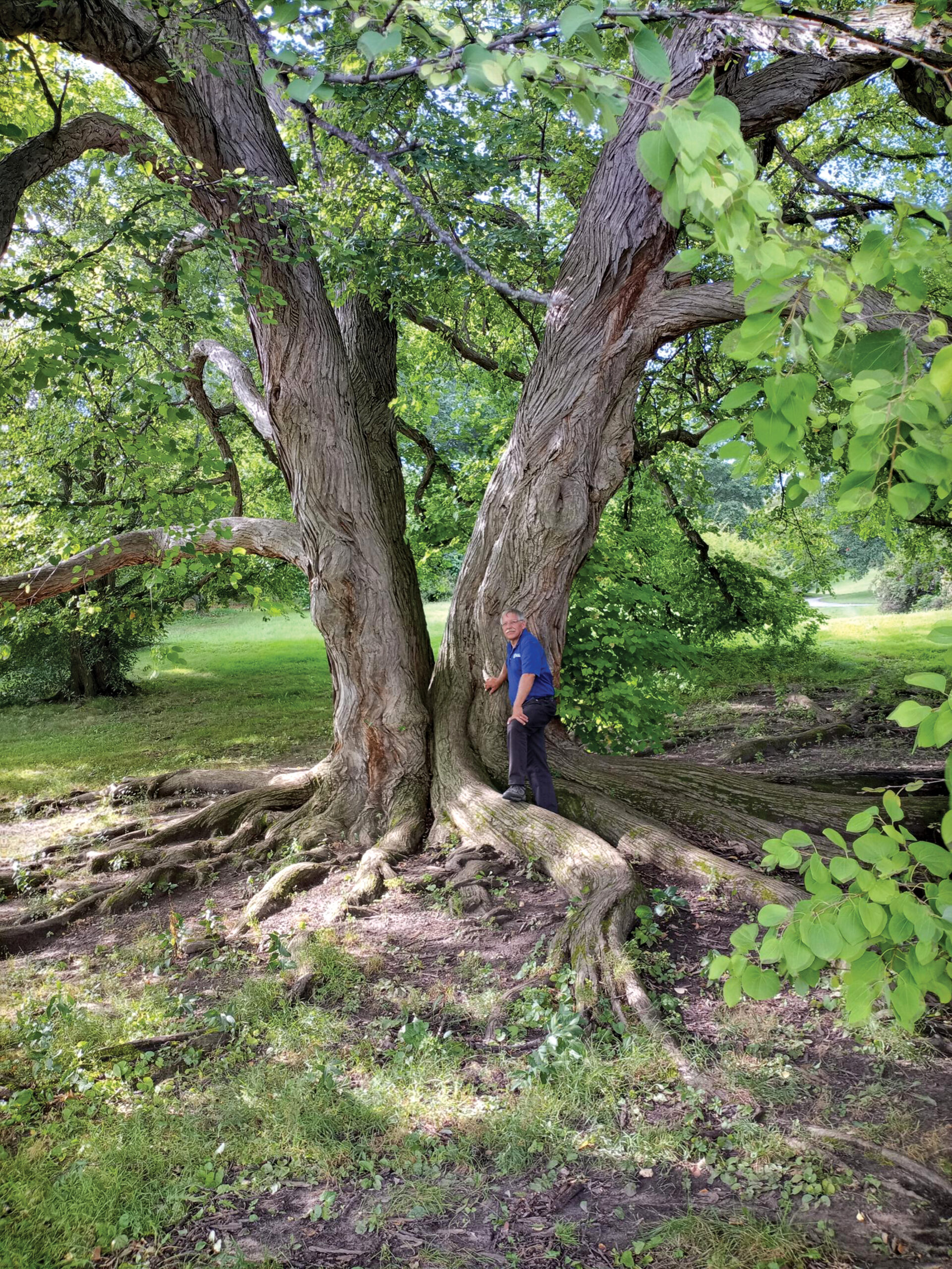 Mark Quinn poses in front of a celebrated Katsura tree in Rochester, New York's Highland Park.