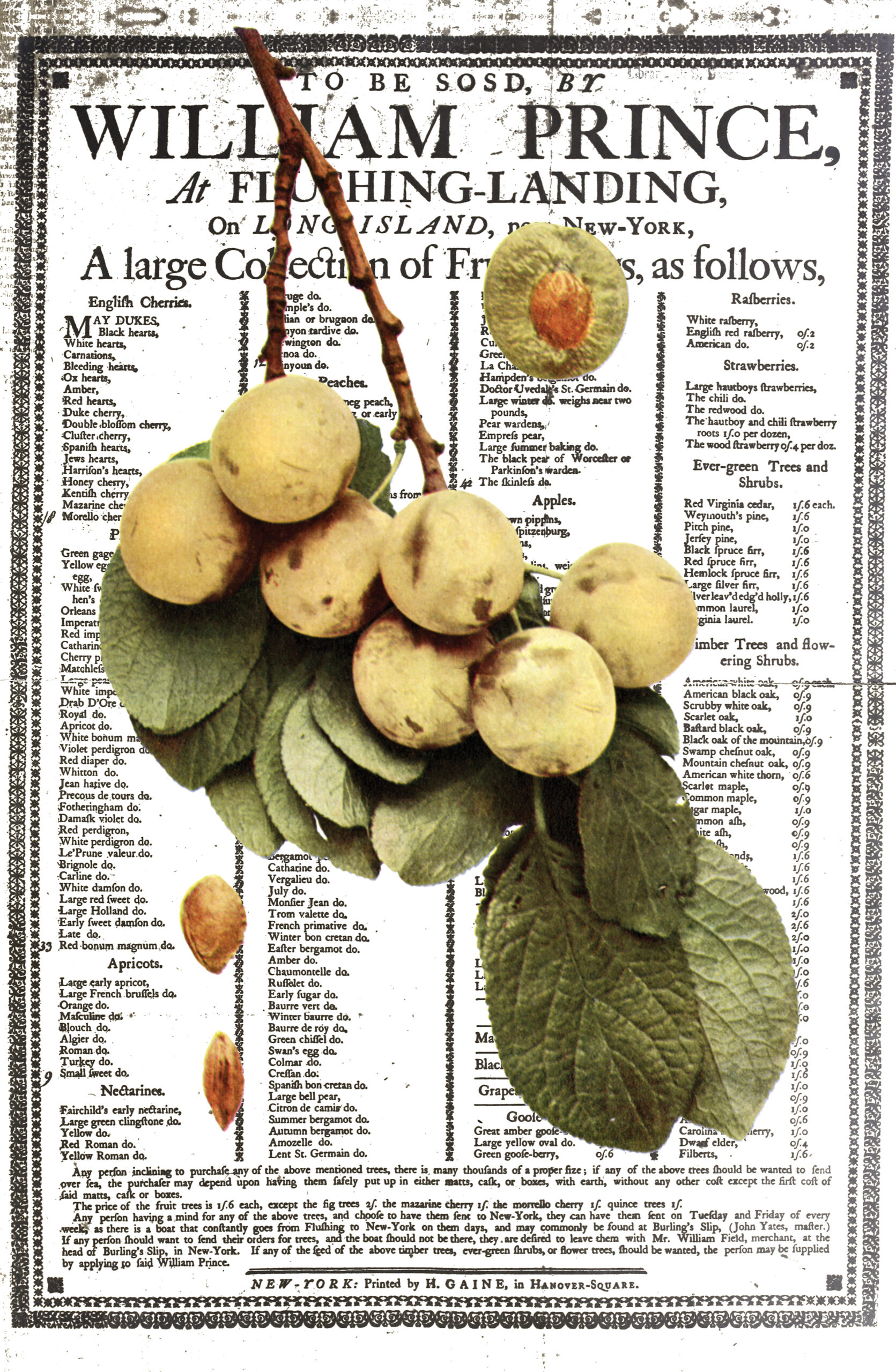 Artistic composition showing advertisement for Prince nursery and a photograph of a plum