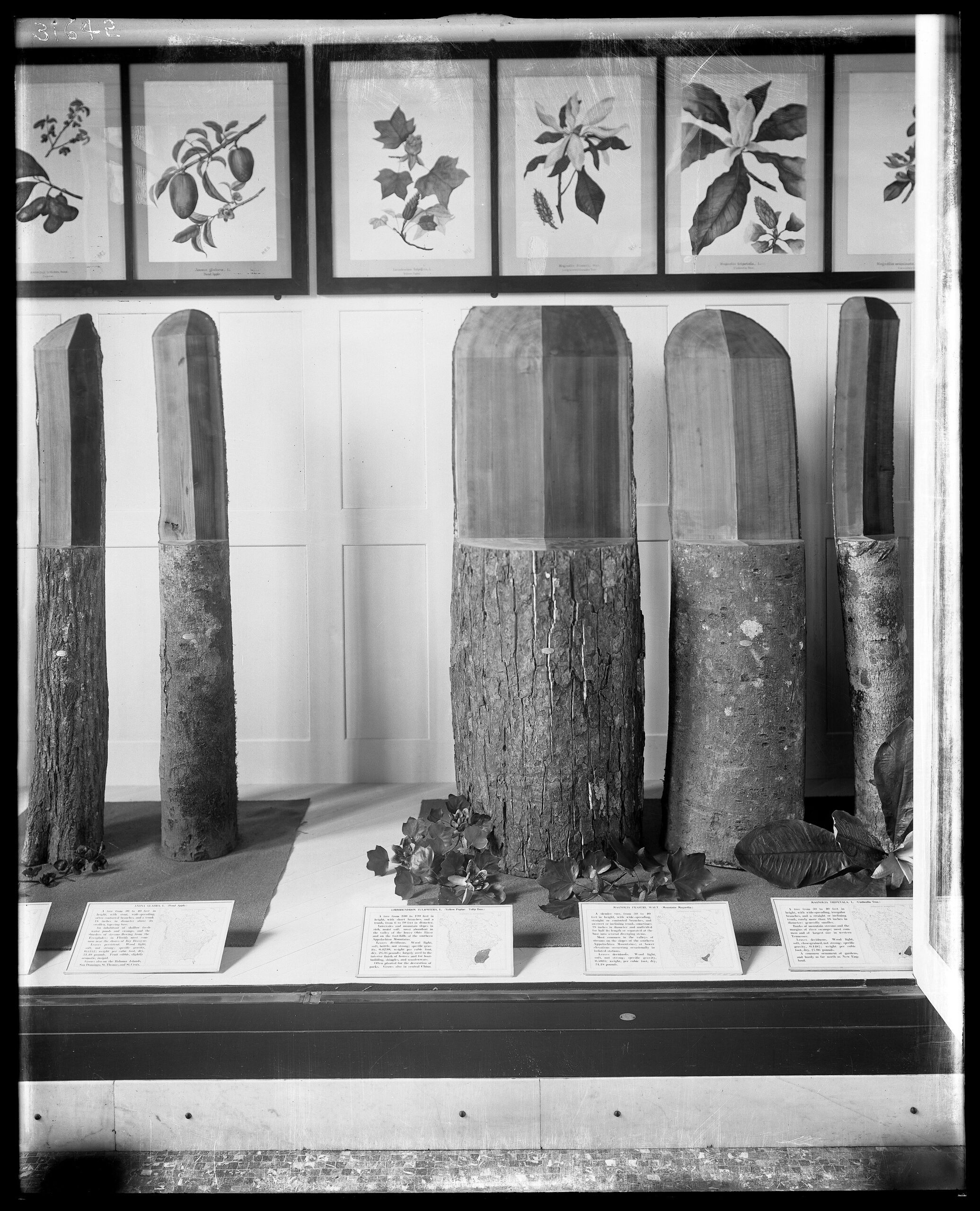 Black and white photo of cut logs on display.