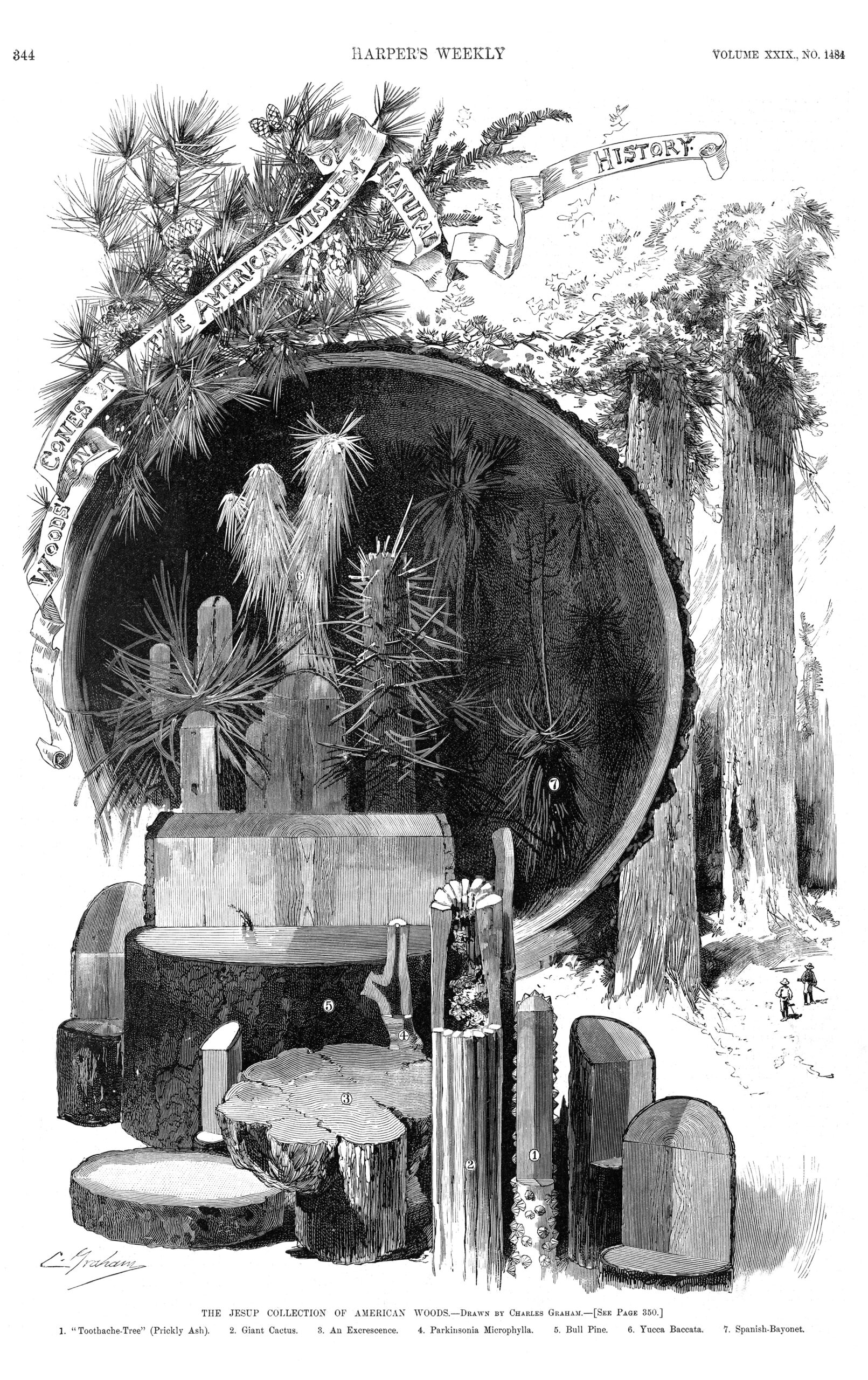 Black-and-white illustration of wood samples