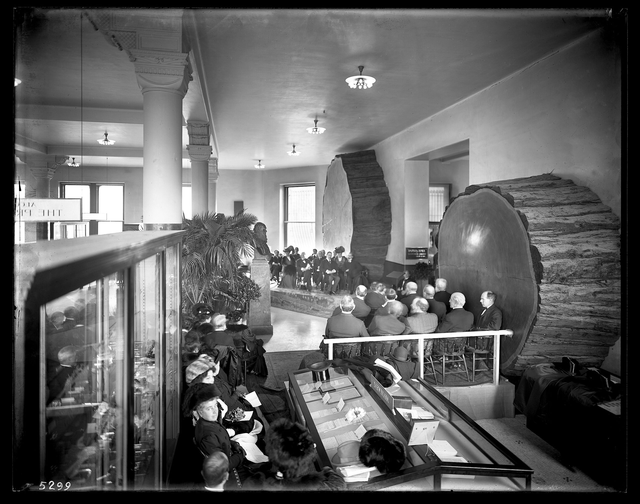 Black-and-white photograph showing large cross-sections of wood samples positioned on either side of a museum doorway