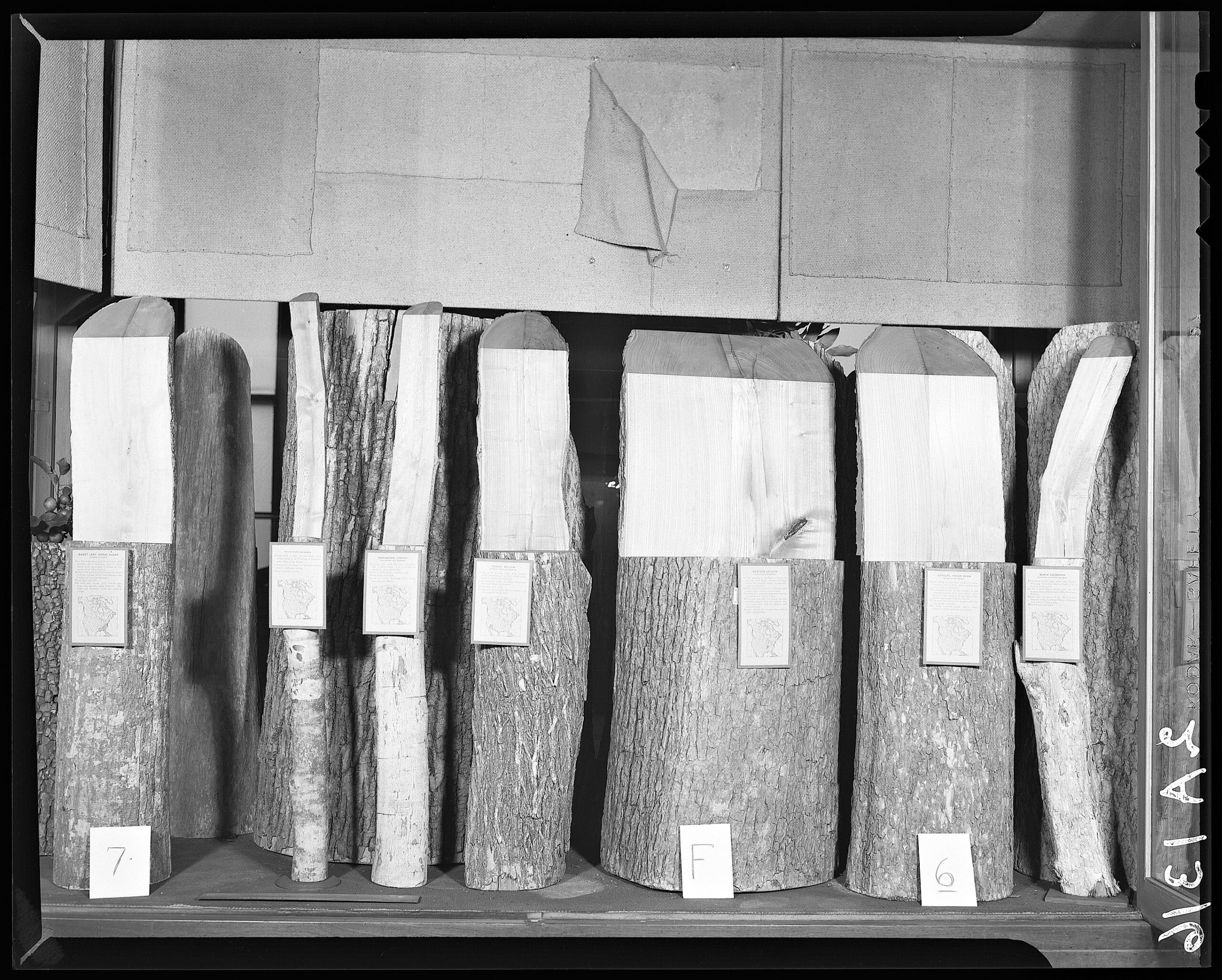 Black-and-white photograph of wood samples packed for storage