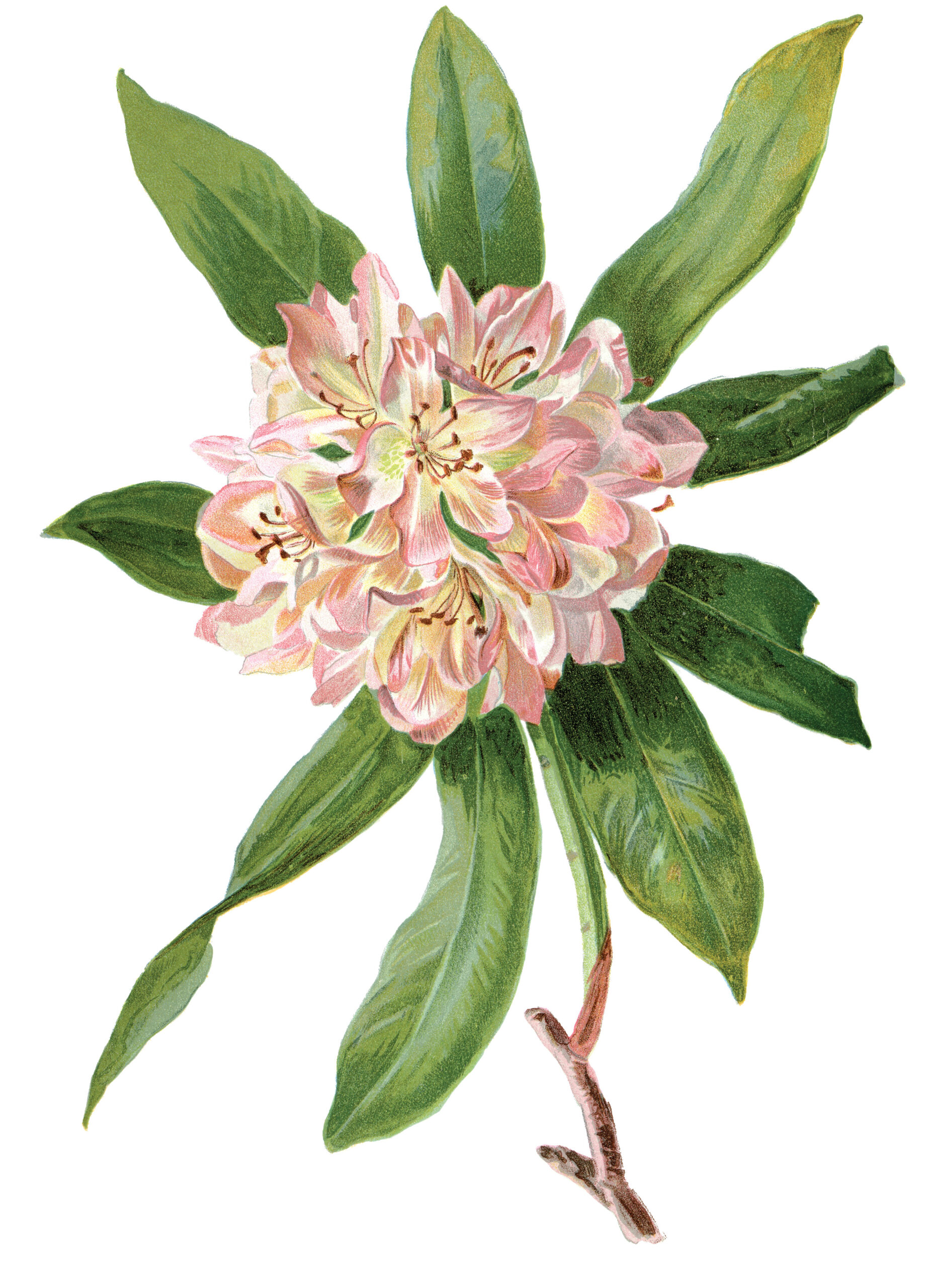 Color illustration of rhododendron from Meehan's Monthly
