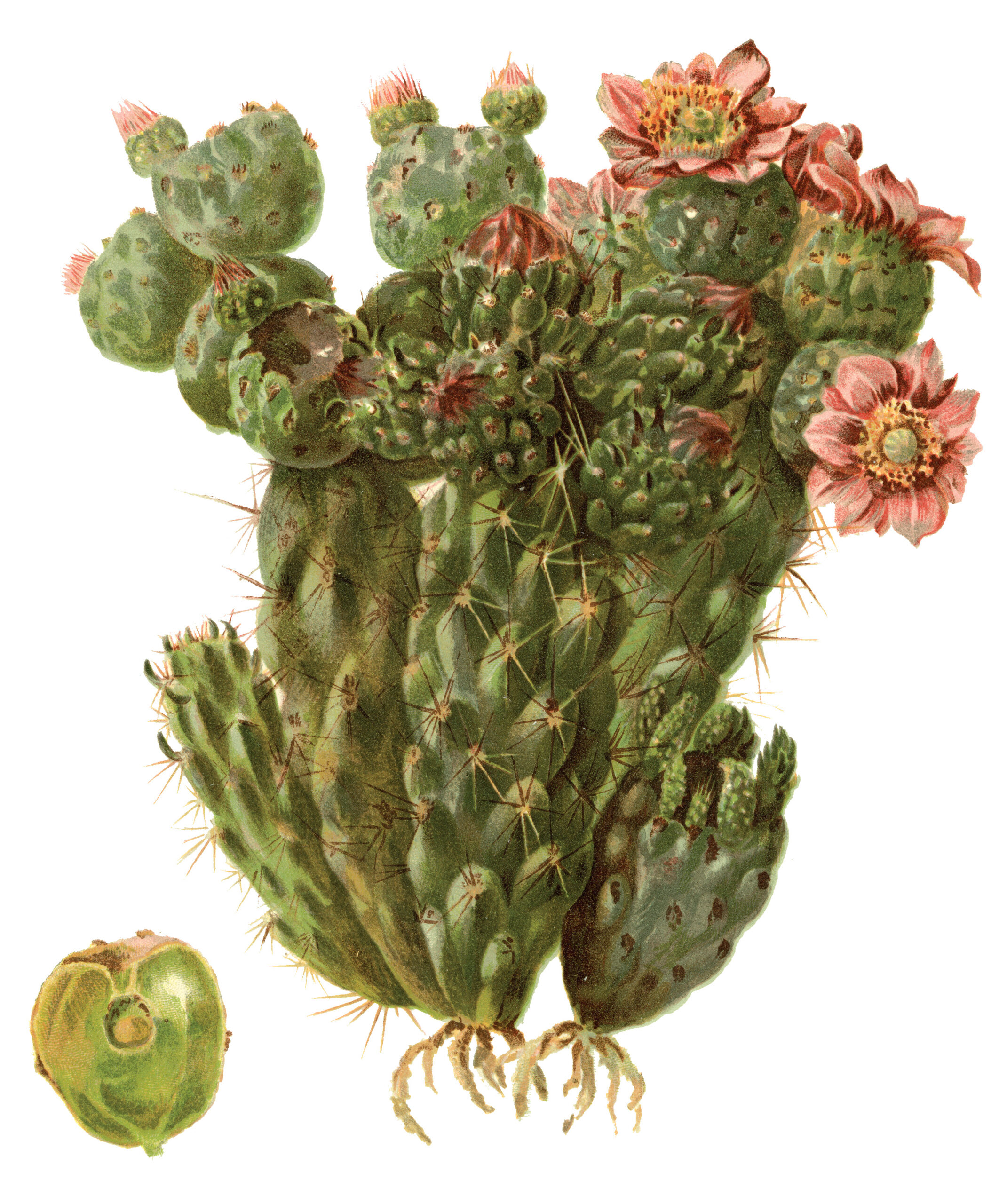 Color illustration of cactus from Meehan's Monthly