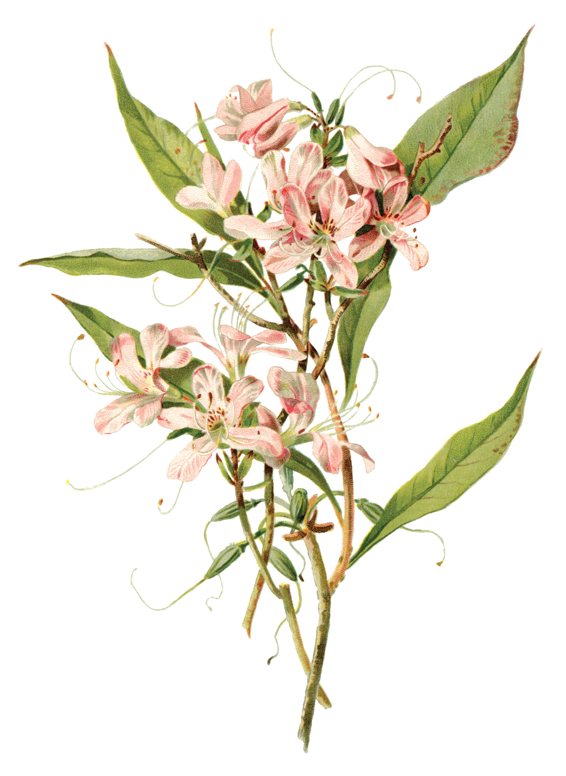 Color illustration of azalea from Meehan's Monthly