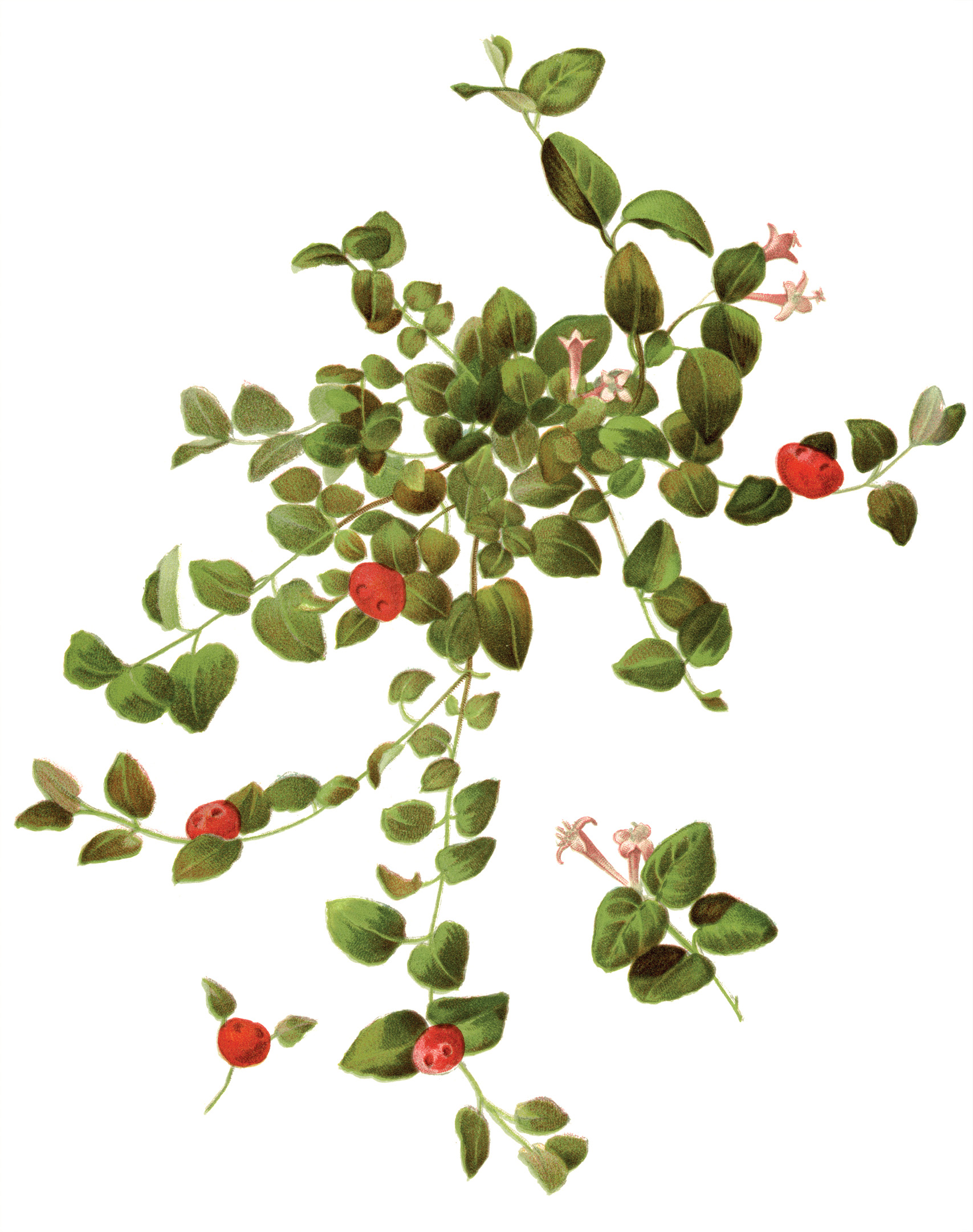 Color illustration of partridgeberry from Meehan's Monthly