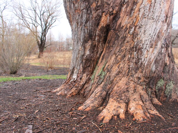 Trunk of Acer saccharinum 12560*C