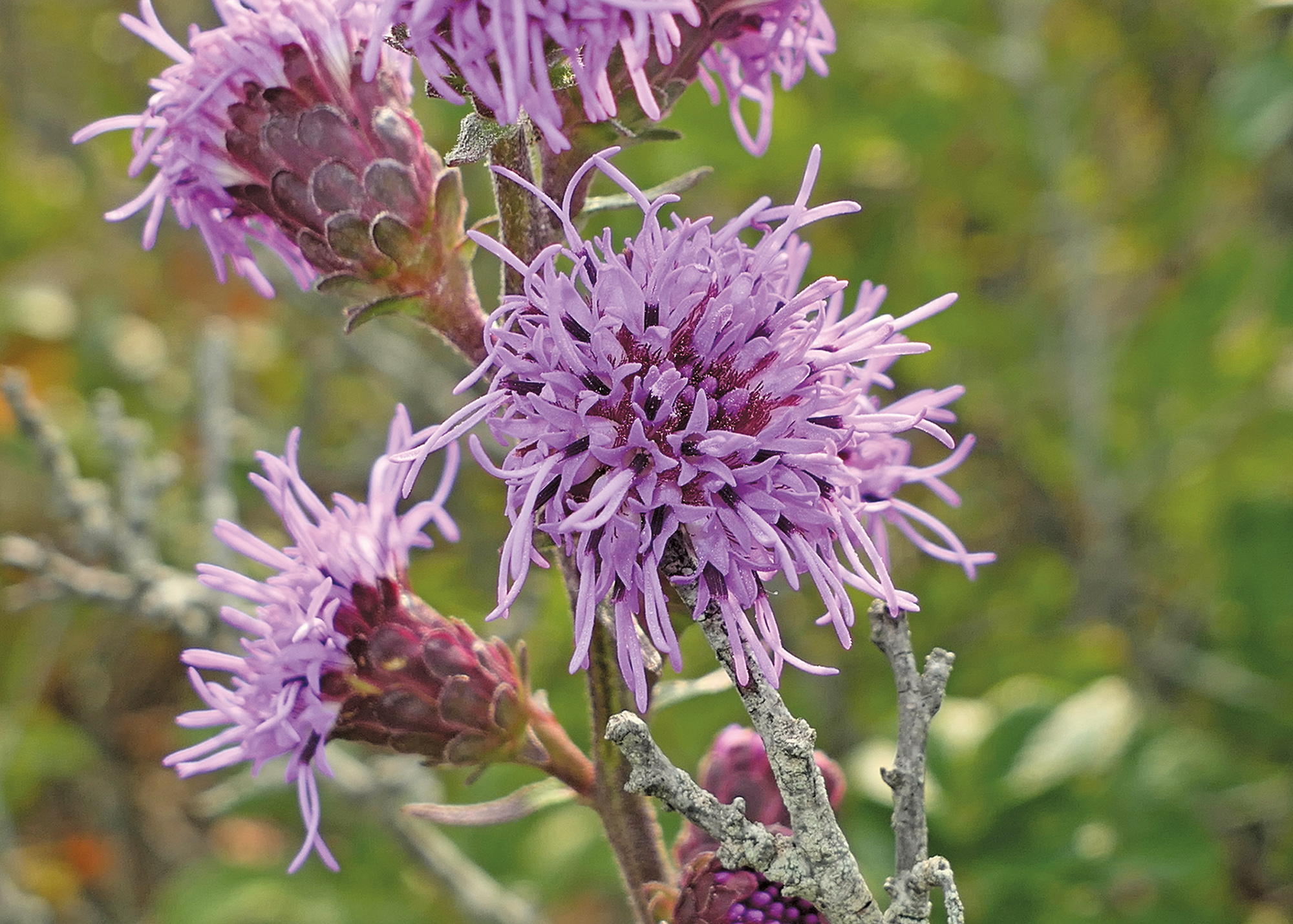 northern blazing star by Doug McGrady