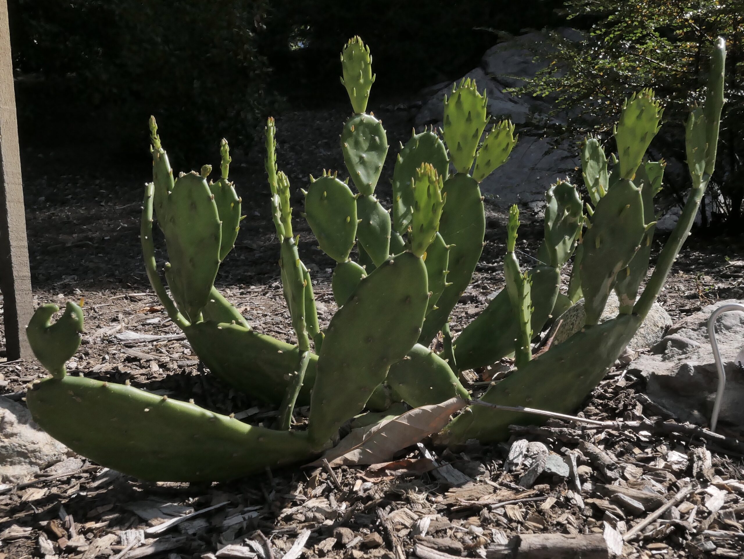 A stand of eastern prickly pear cactus (Opuntia humifusa, accession #416-2017*A) grown from material gathered on the the Coastal Southeast Expedition in 2017.