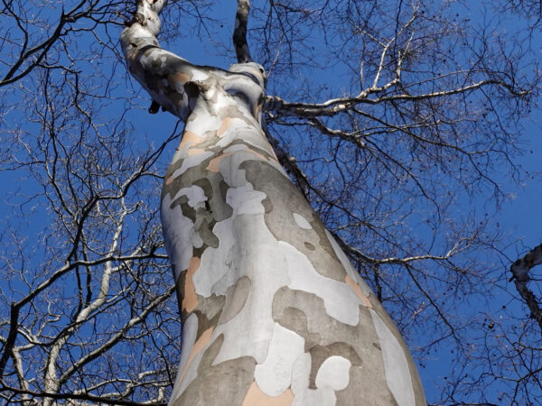 A Japanese stewartia (Stewartia pseudocamellia, accession 8-43*A) on the Arboretum grounds reaches skyward.