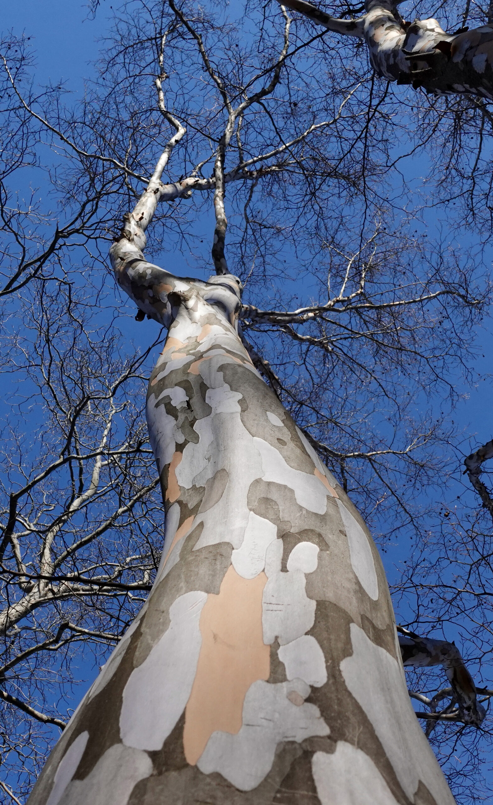 A Japanese stewartia (Stewartia pseudocamellia, accession 8-43*A) on the Arboretum grounds reaches skyward.