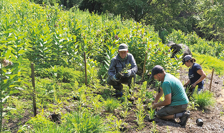 Staff plant wildflowers in a meadow