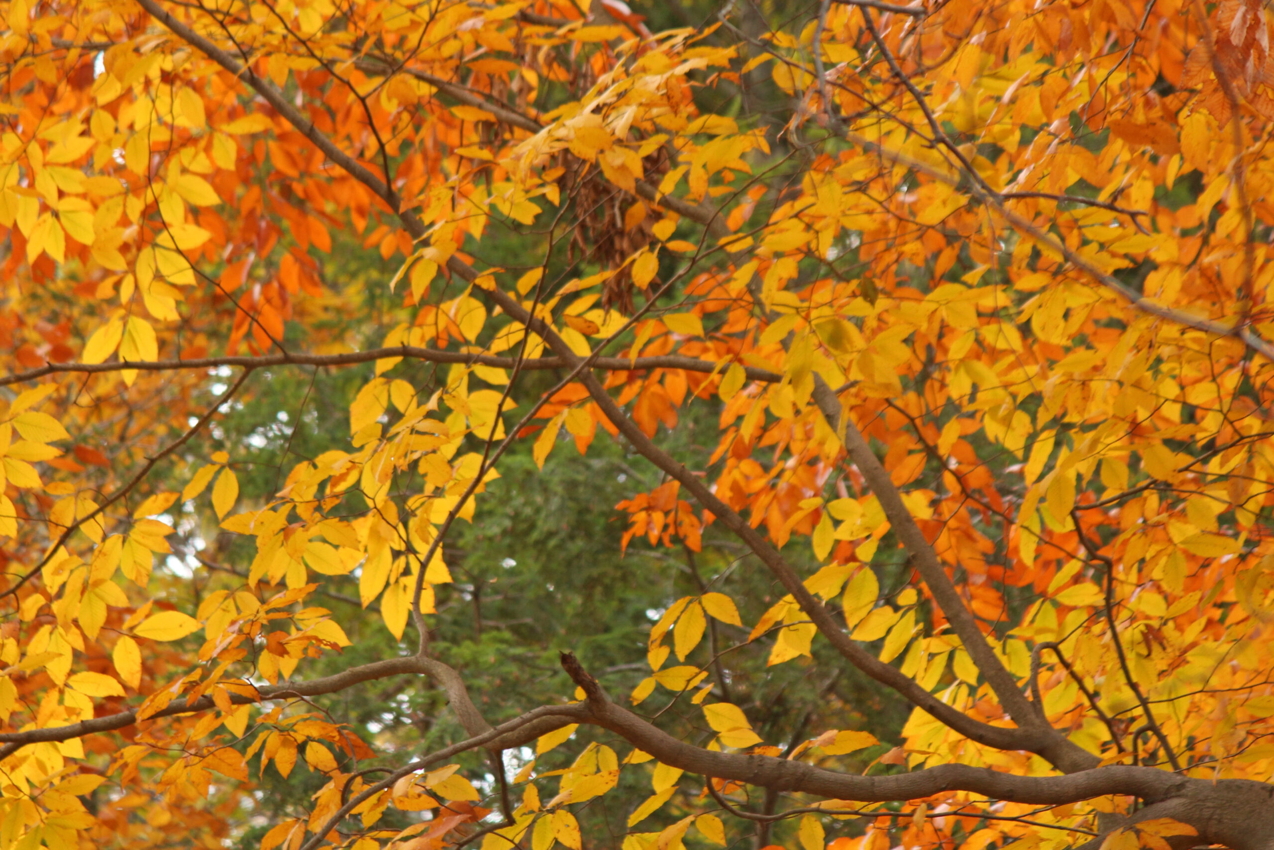 Fagus grandifolia, American Beech (14585*G) - 1885