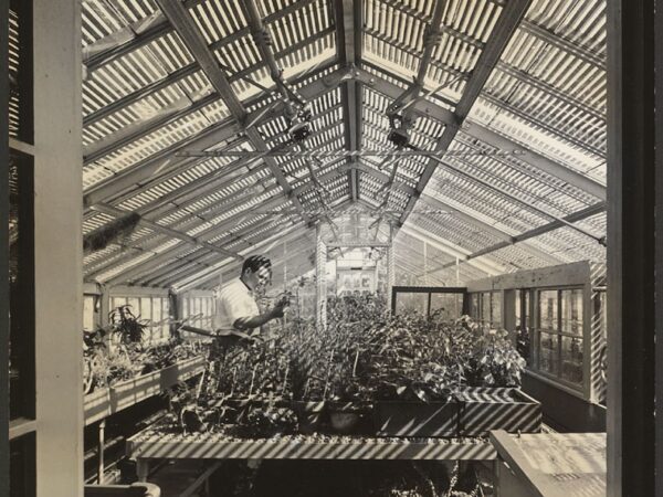 An interior view of the Arboretum greenhouse at the Bussey Institution, 1939.