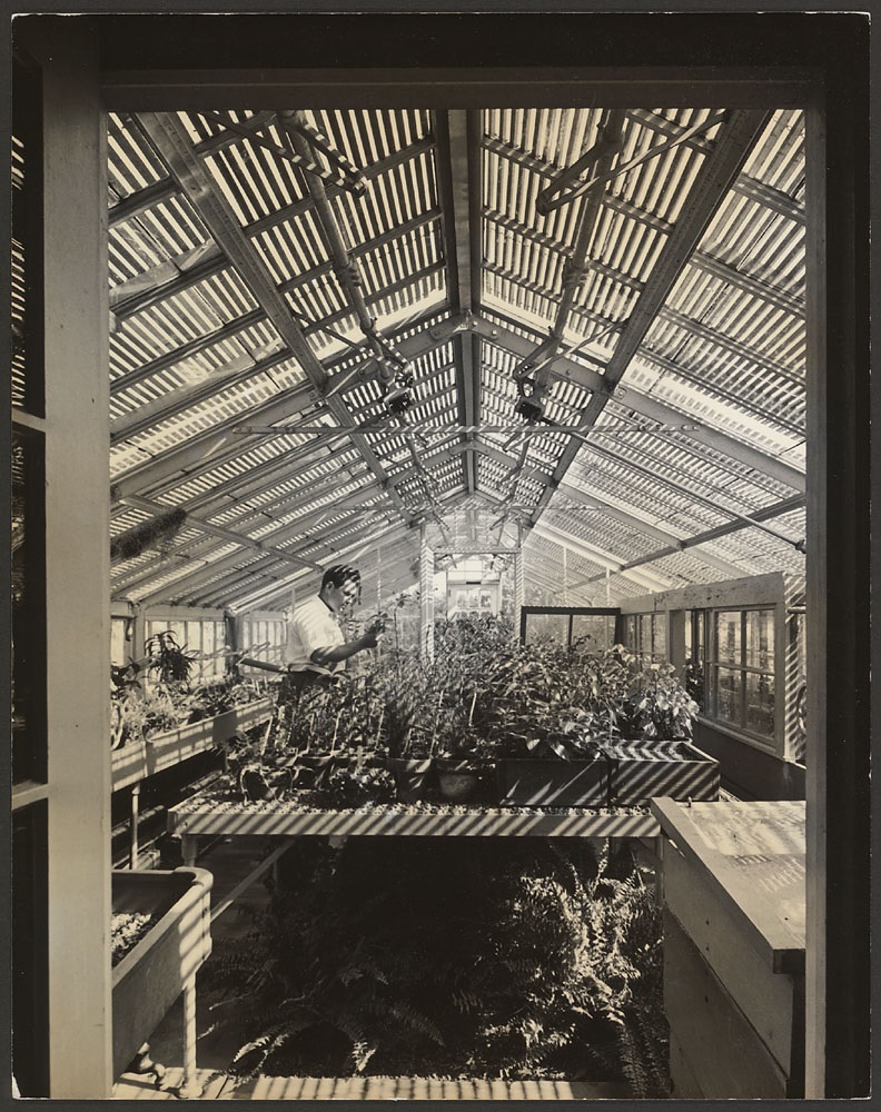 An interior view of the Arboretum greenhouse at the Bussey Institution, 1939.