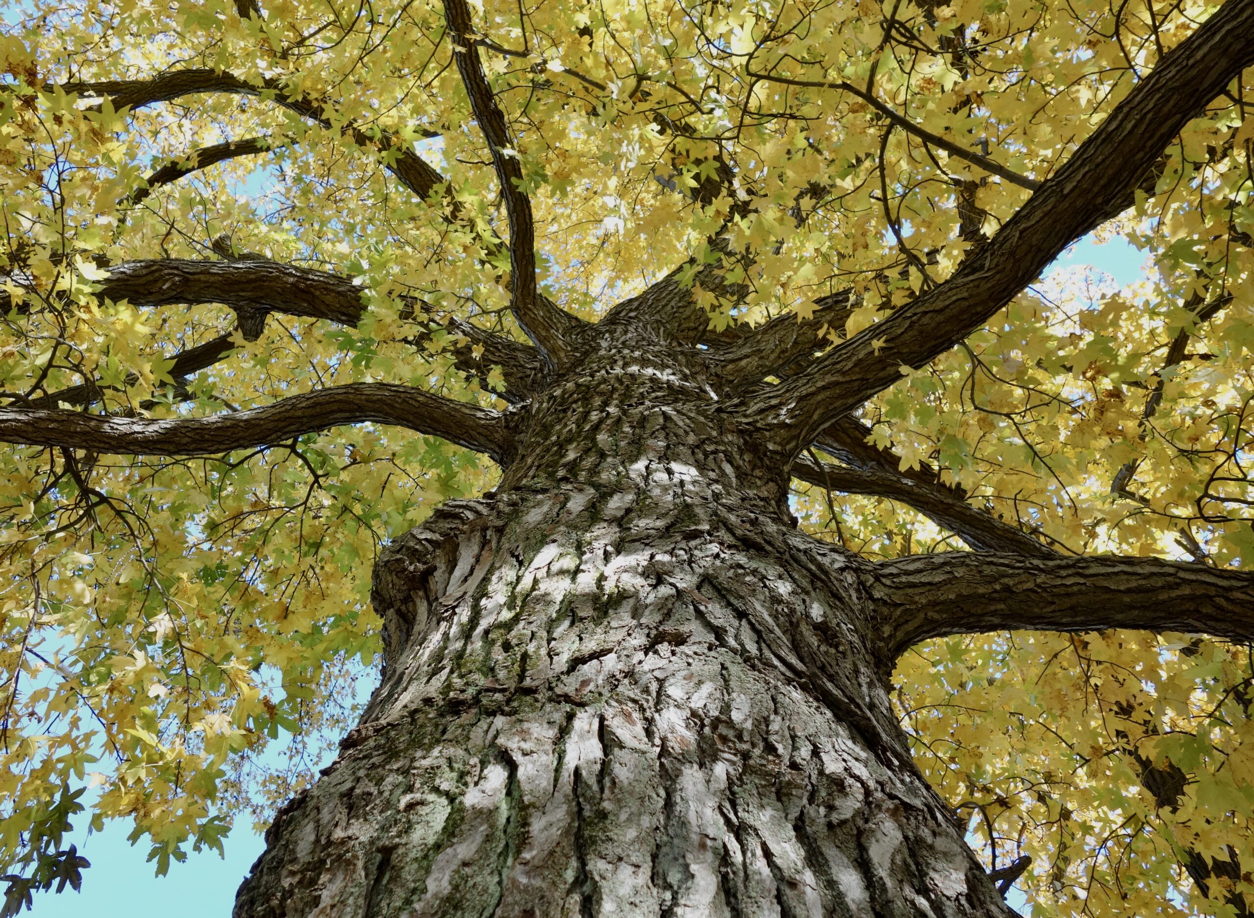 Liquidambar styraciflua, American Sweet Gum (581*A) - 1880