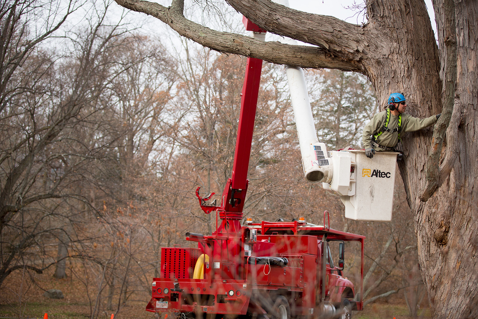 Bob Ervin in bucket truck inspecting silver maple