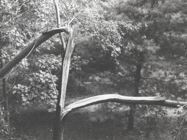 A tree damaged by Hurricane Donna on September 12, 1960.