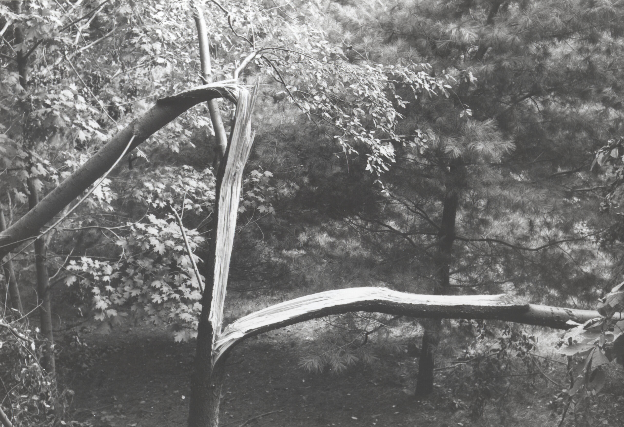 A tree damaged by Hurricane Donna on September 12, 1960.