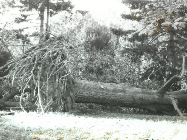 A Liriodendron toppled in Hurricane Gloria, September 27, 1985.