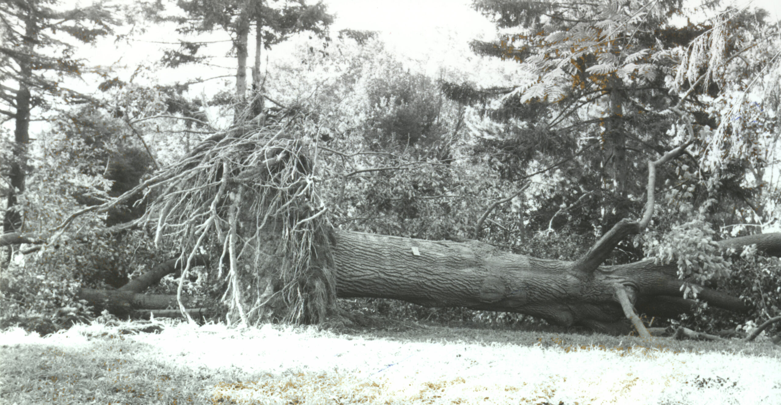A Liriodendron toppled in Hurricane Gloria, September 27, 1985.