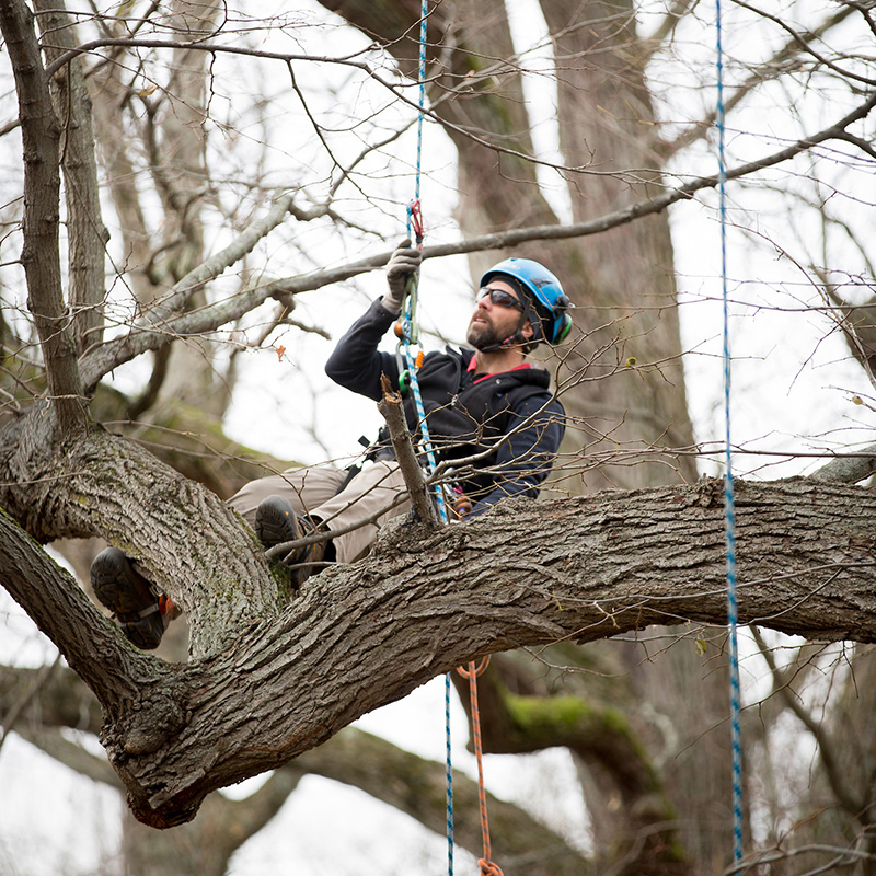 Arborist Ben Kirby in canopy by Kathleen Dooher