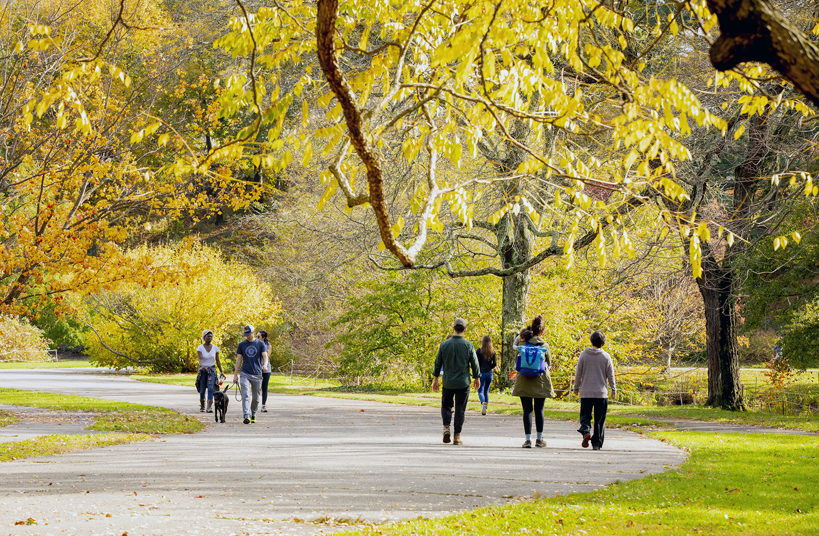 Visitors walk along Meadow Road in autumn by Rose Lincoln