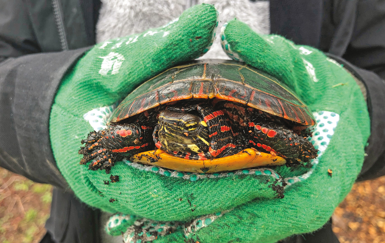 Painted turtle by Danny Schissler