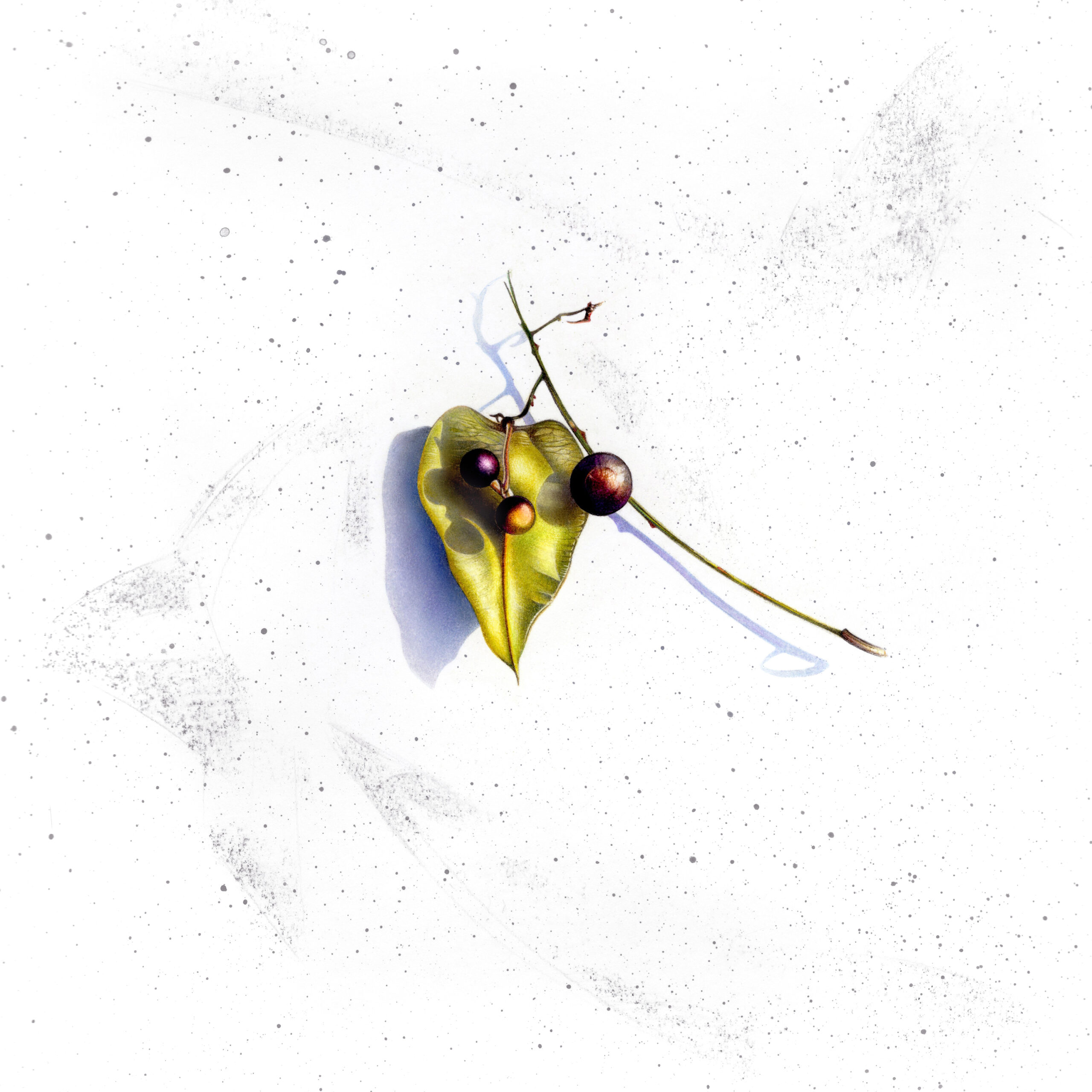 Drawing of a seed