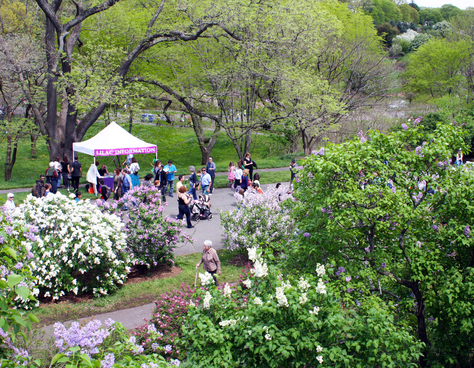 Lilac Sunday at the Arnold Arboretum