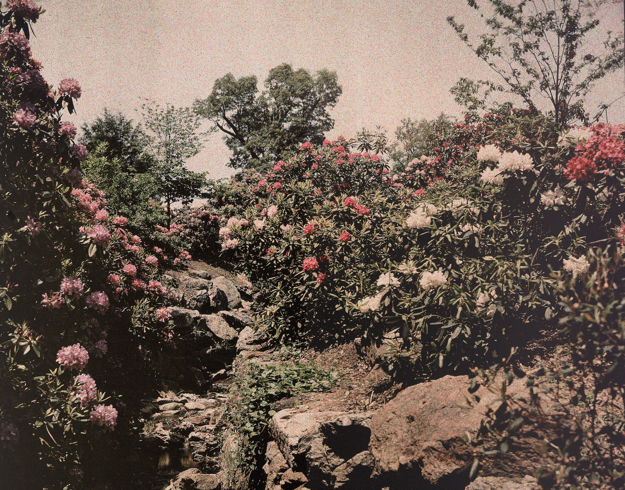 An autochrome view of Rhododendron Dell with white, pink, and red Rhododendron flowers in bloom.